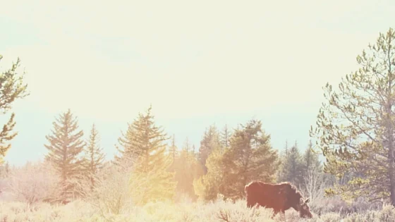 Yellowstone & Grand Teton National Parks - Type A Trips