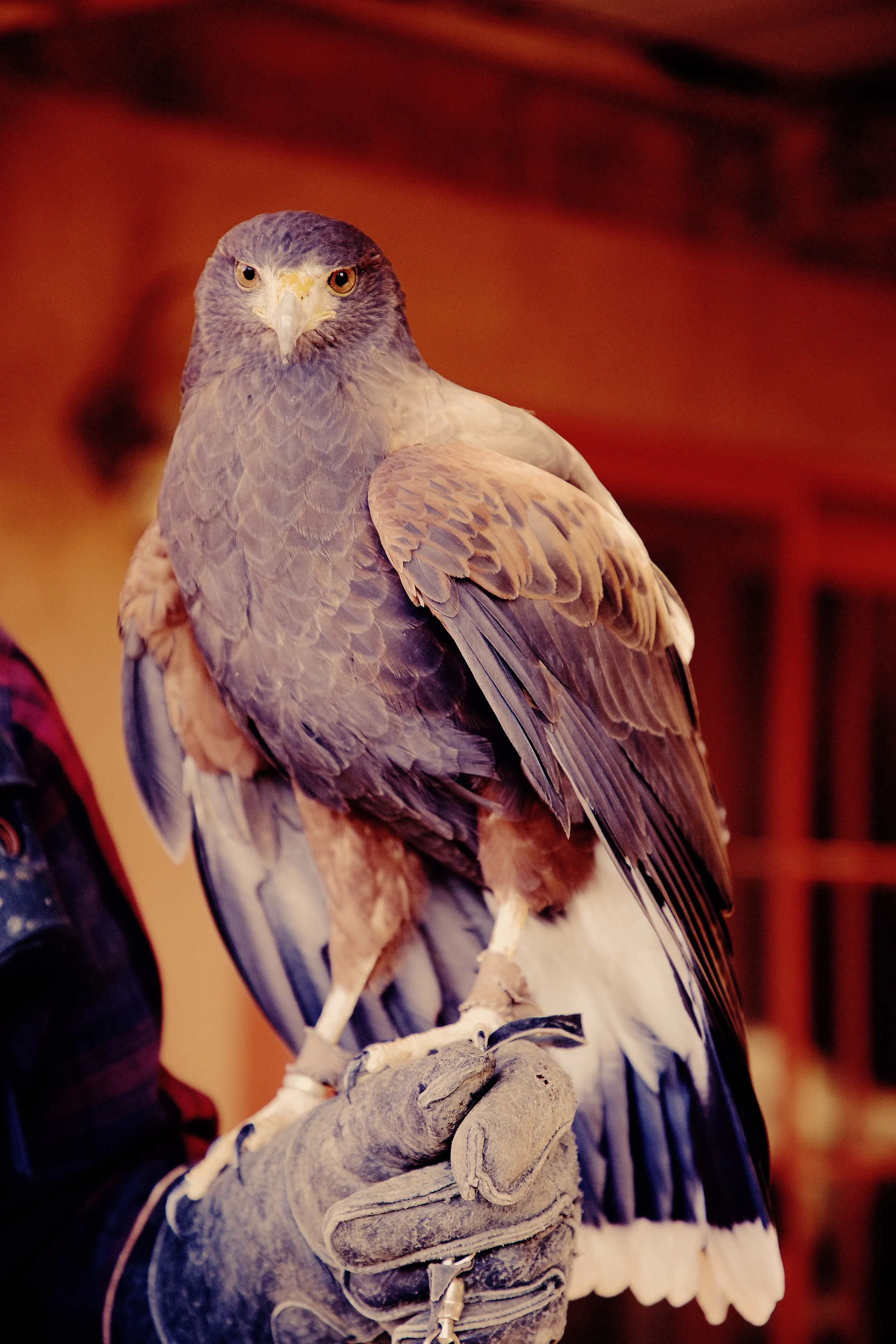 IMG_6347_x falcon.jpg