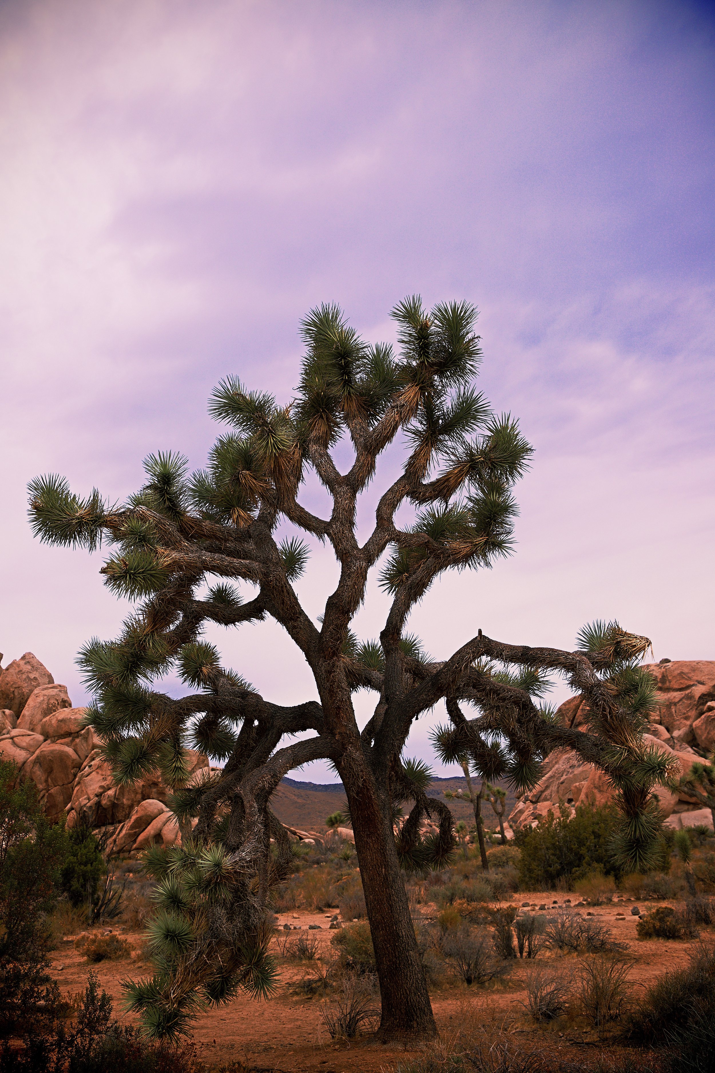 IMG_7443_x joshua tree.jpg