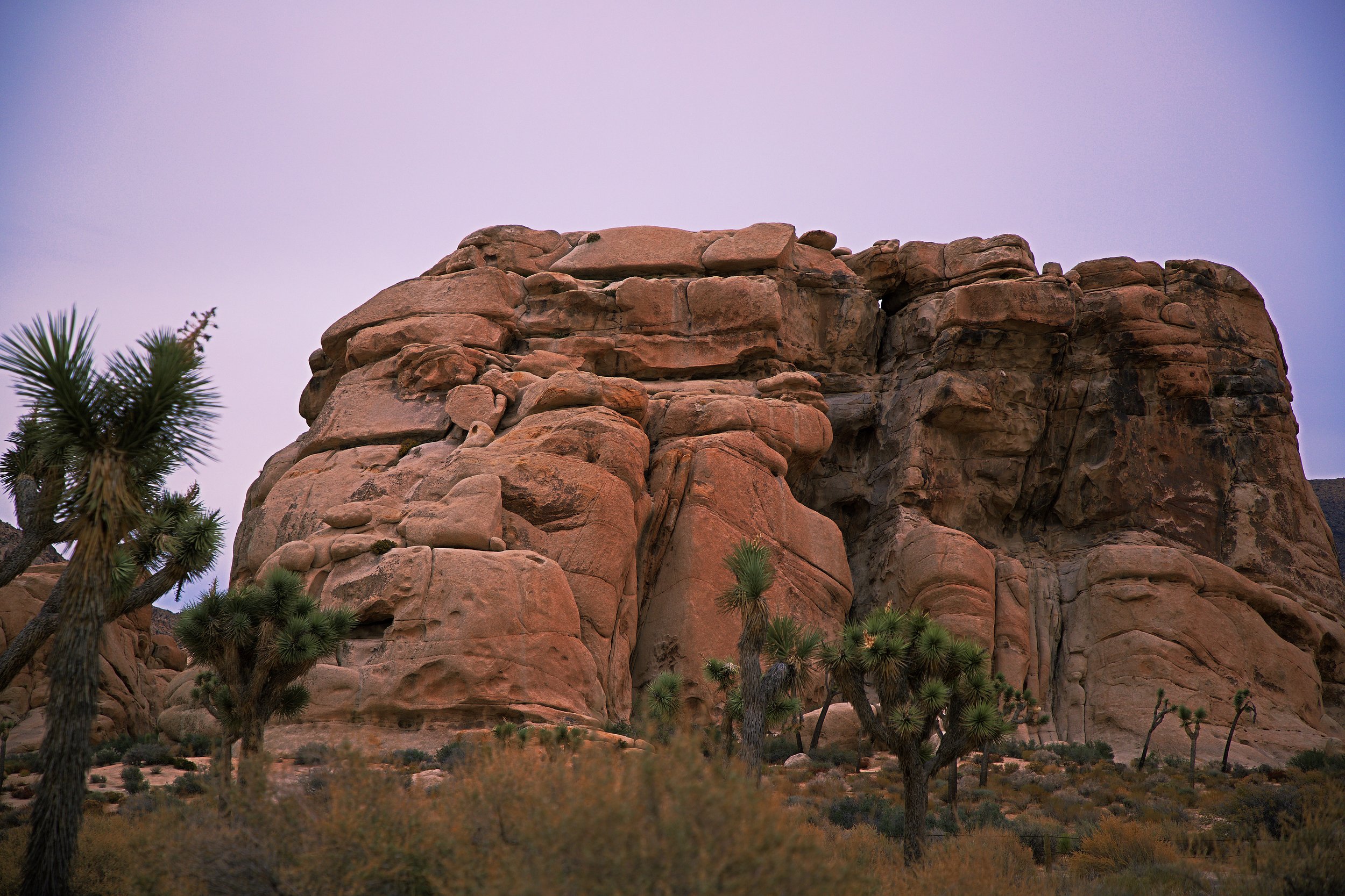 IMG_7480_x joshua tree.jpg