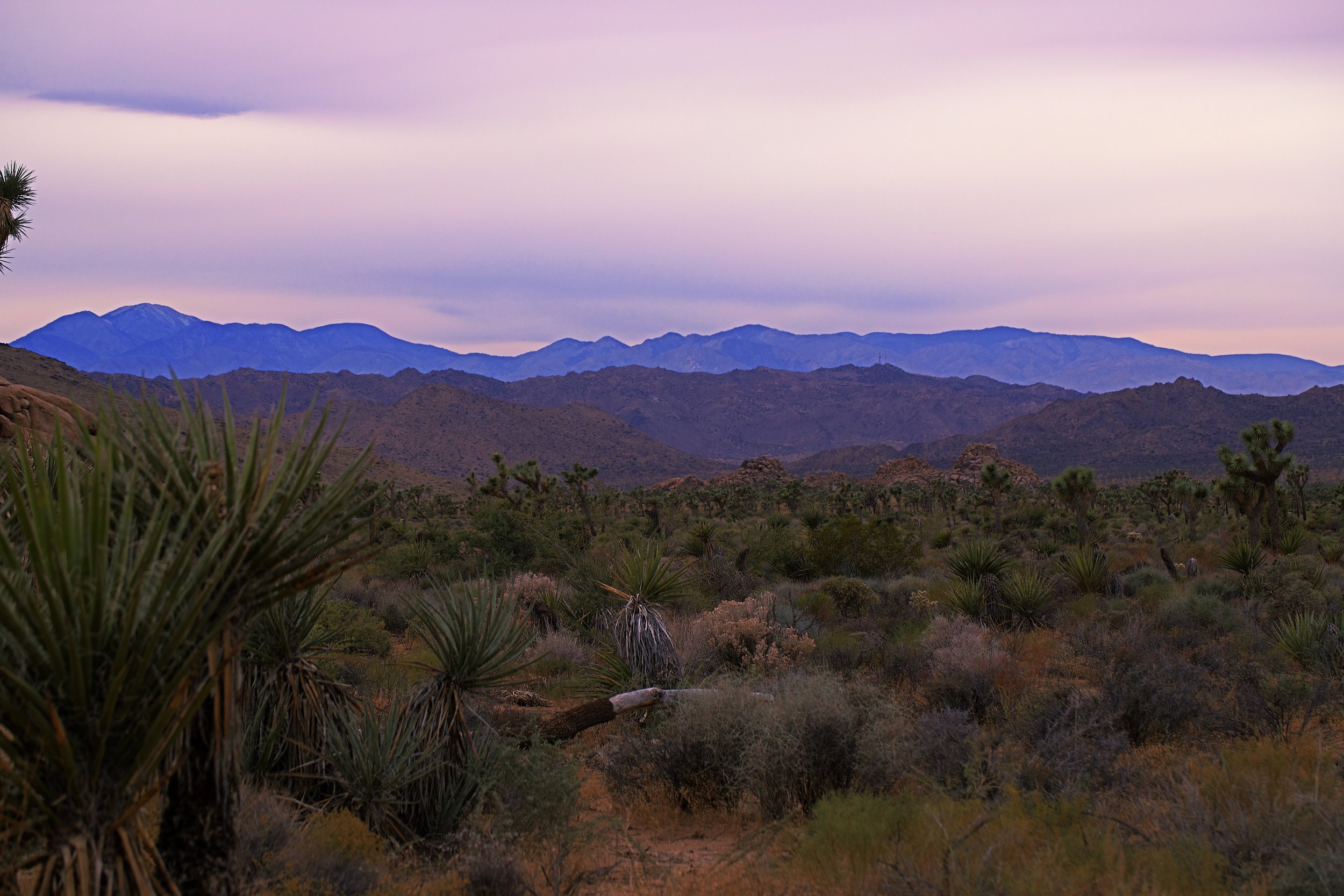 IMG_7490_x joshua tree.jpg