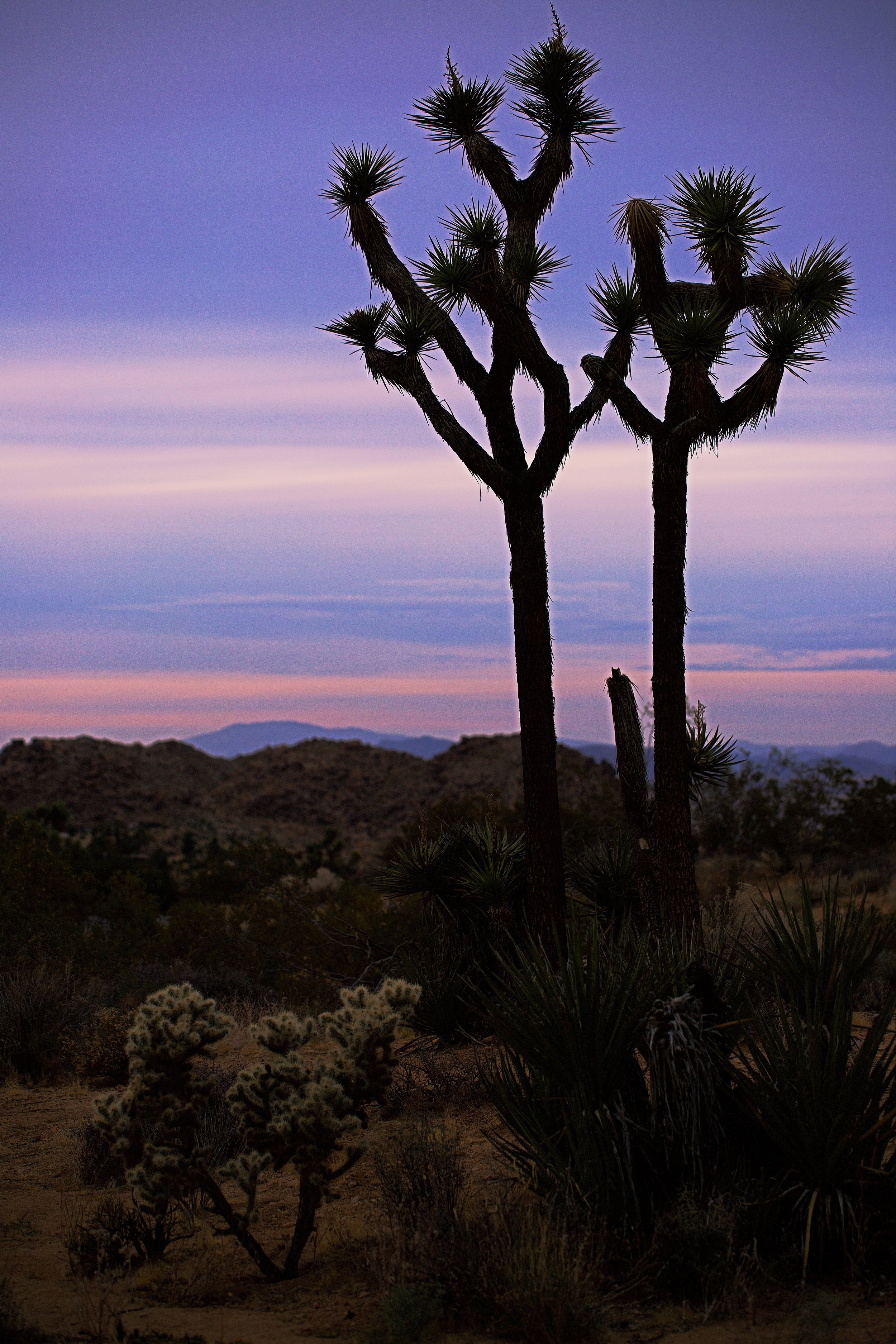 IMG_7511_x joshua tree.jpg