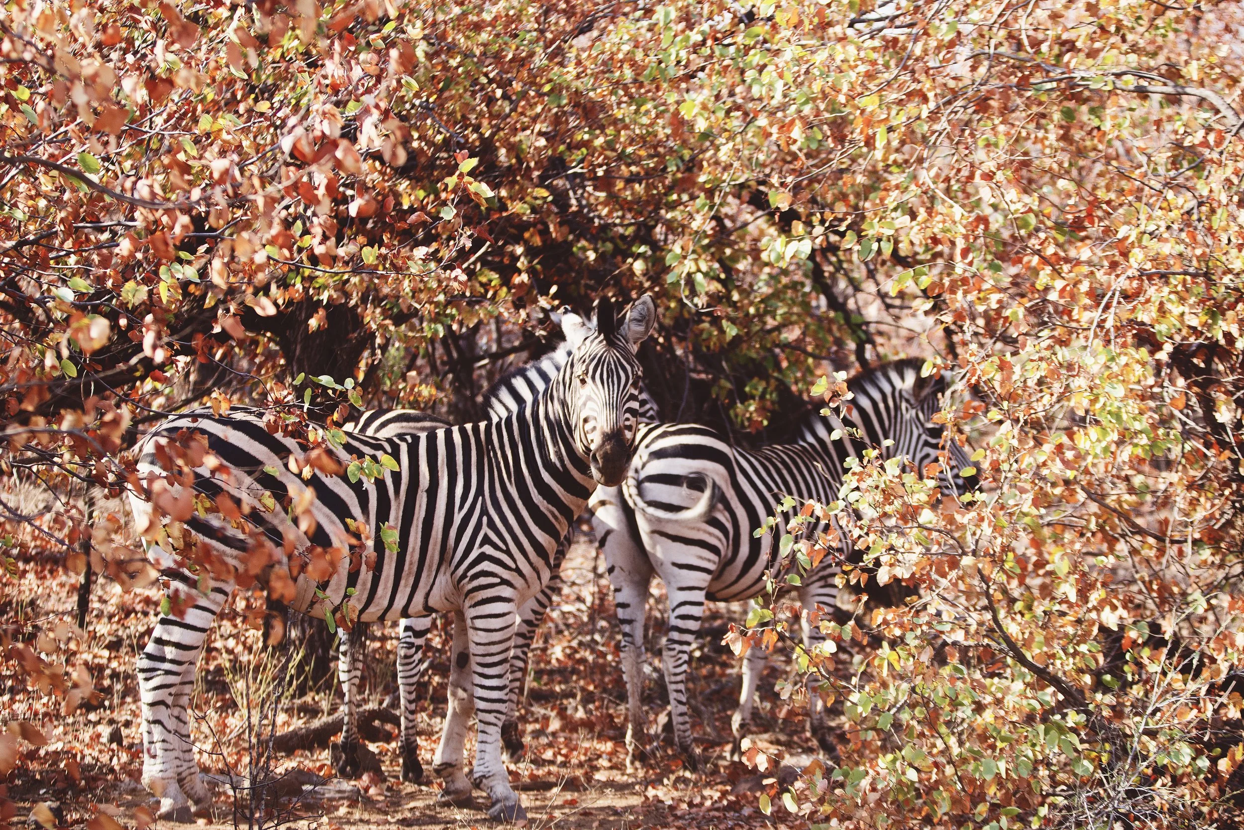 IMG_6265_8.15.18_afternoon drive jear Letaba w: family_x.jpg