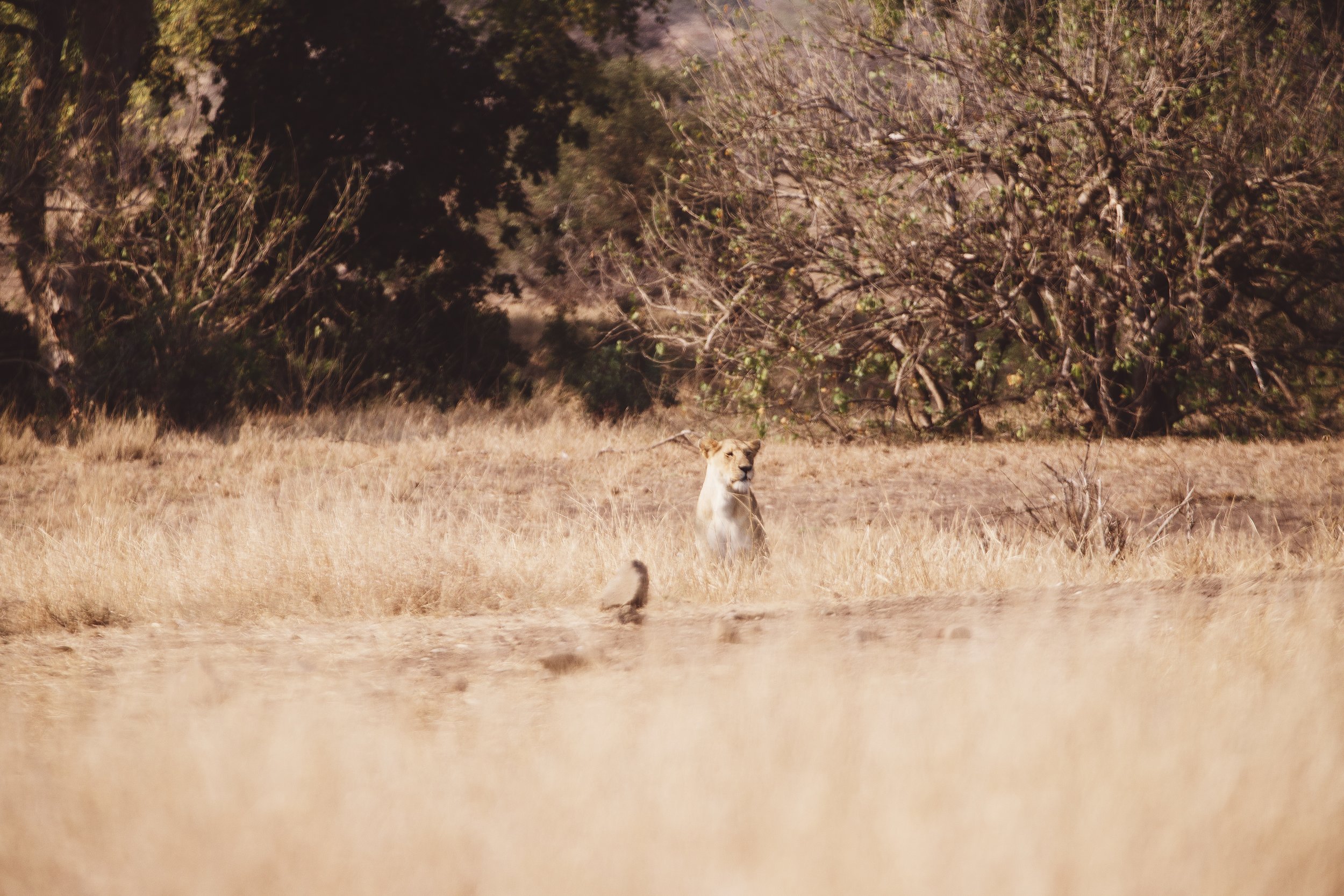 IMG_6443_8.16.18_drive through Kruger to Nelspruit_x.jpg