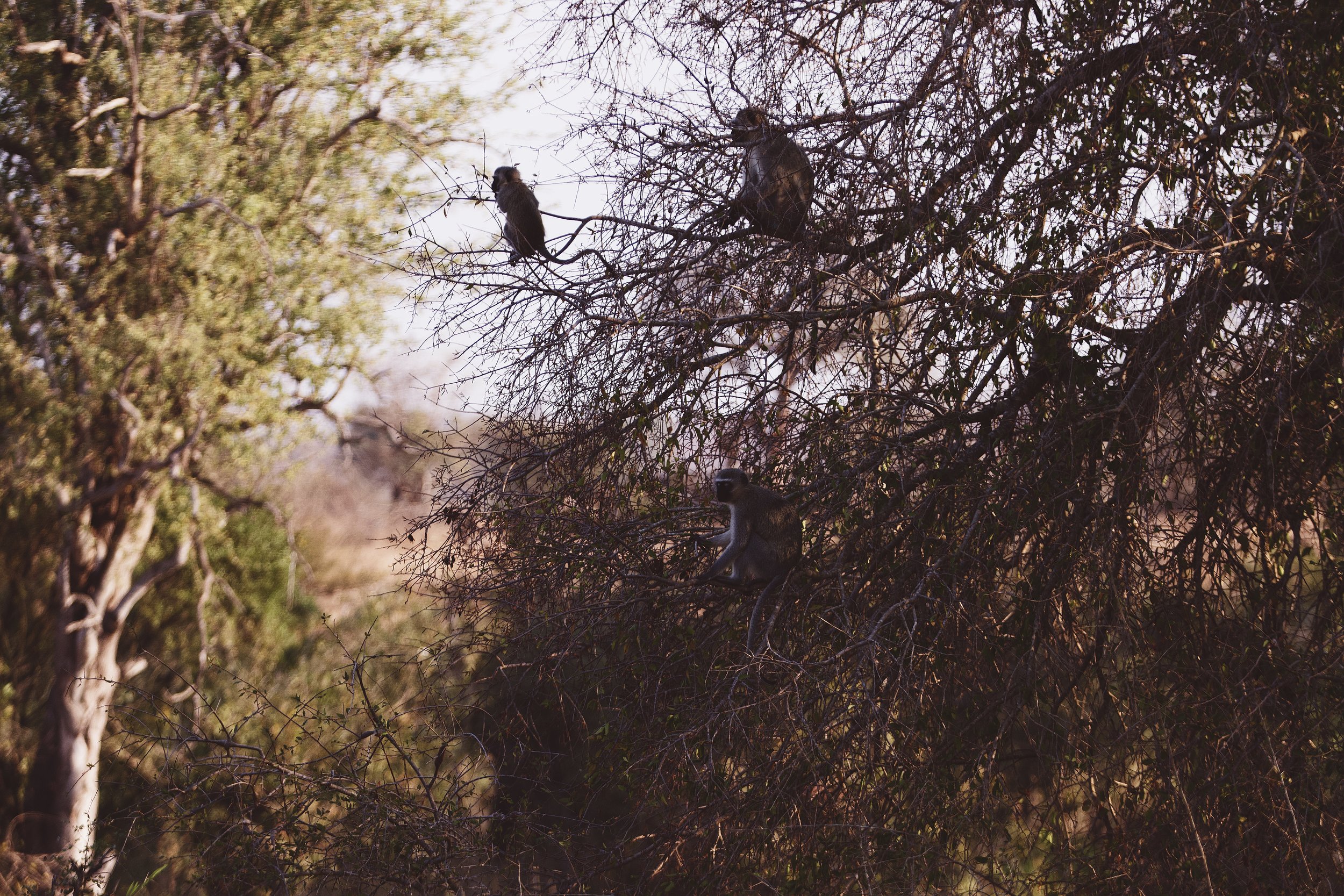 IMG_6581_8.16.18_drive through Kruger to Nelspruit_x.jpg