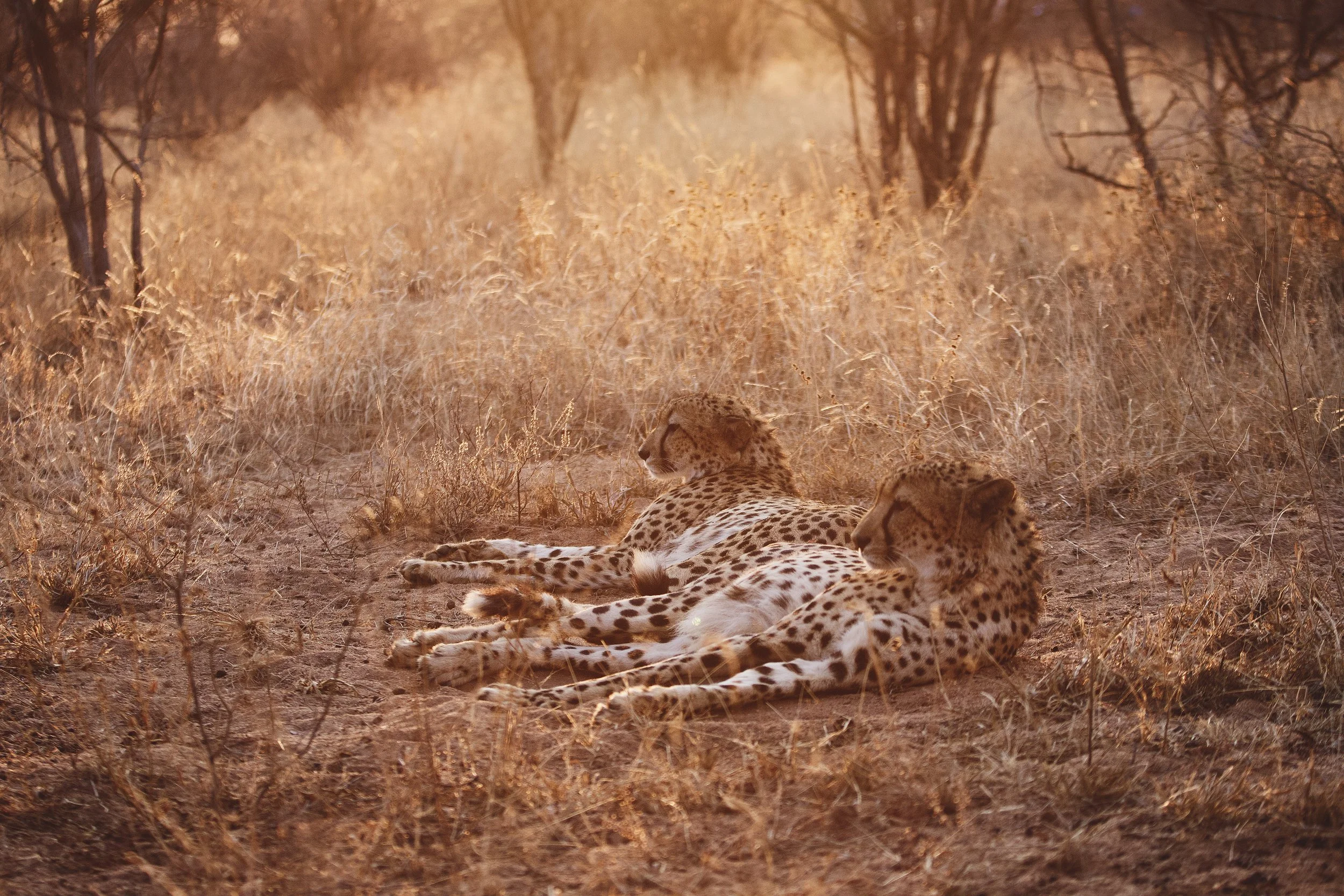 Shiduli Private Game Reserve