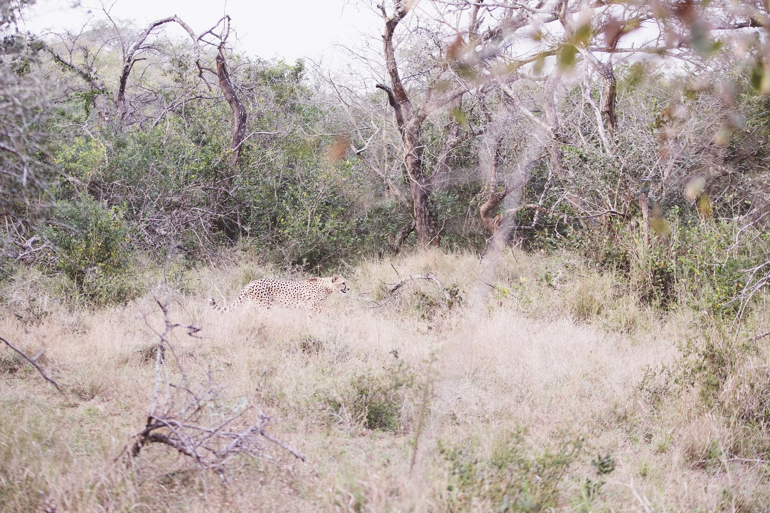 &beyond Phinda Private Game Reserve