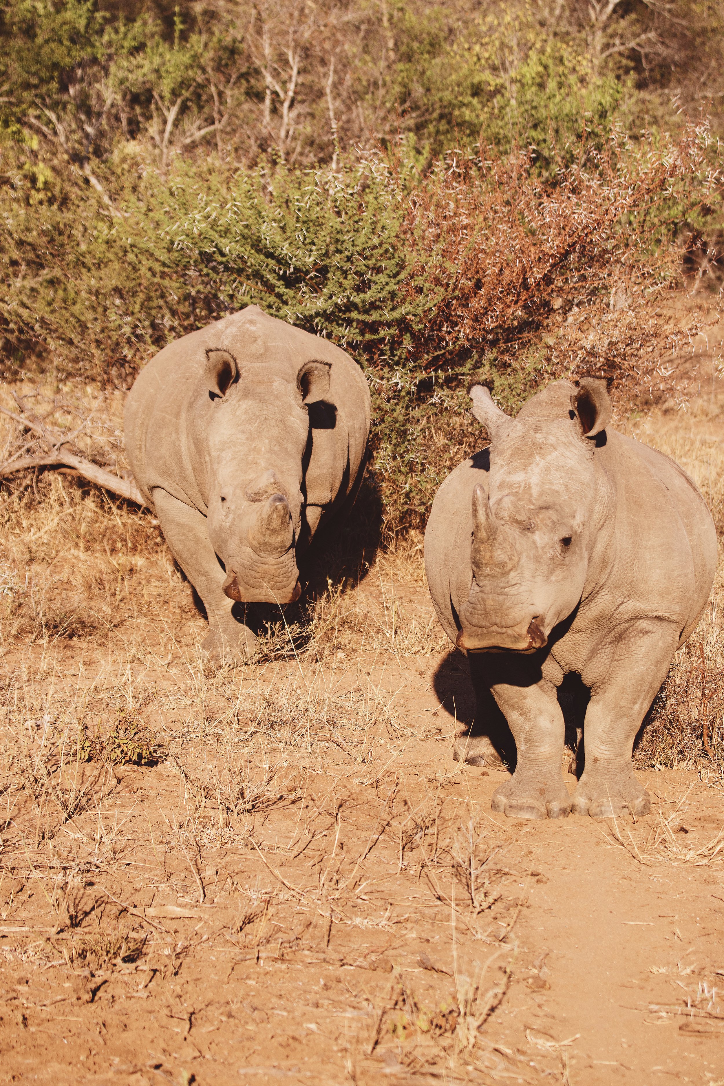 IMG_5653_8.13.18_afternoon game drive_x.jpg