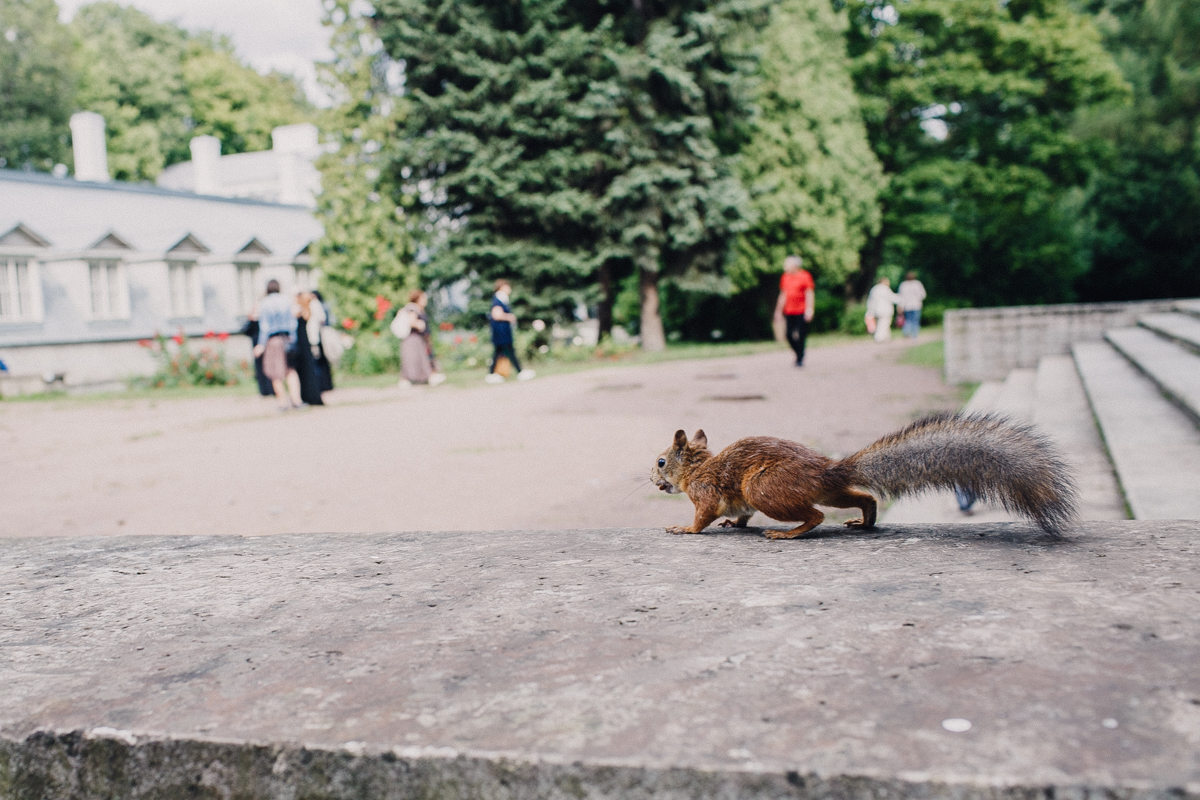 Squirrels also love art and nuts..