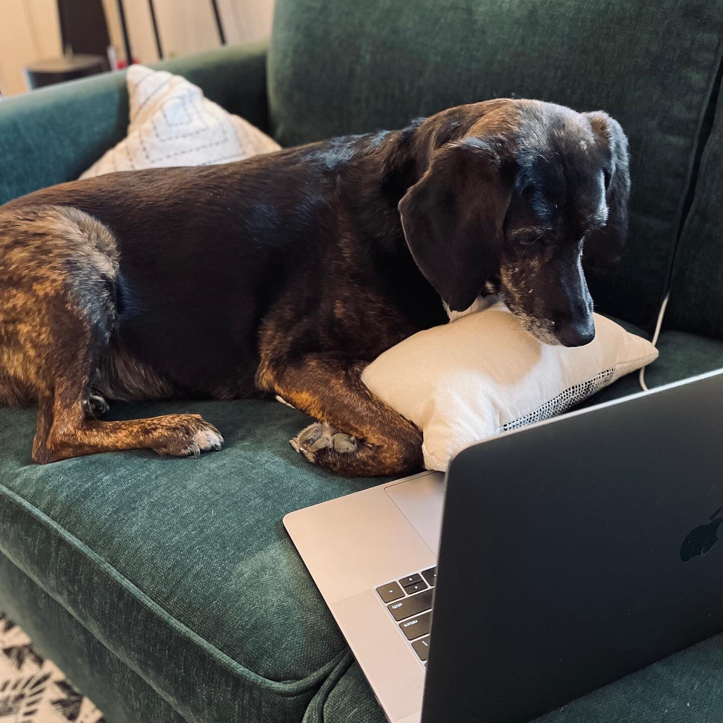 Misha likes my designs 🥰 #blackdog #apple #macbookpro #graphicdesign #westelm #work #workfromhome #rescuedog #richmond #rva