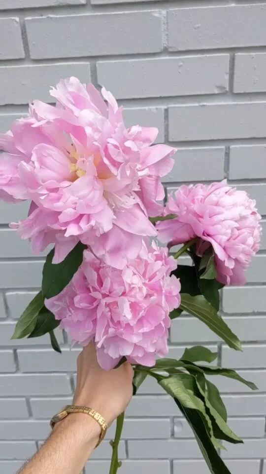 NECTAR Charlotte Wedding Florist & Flower Delivery