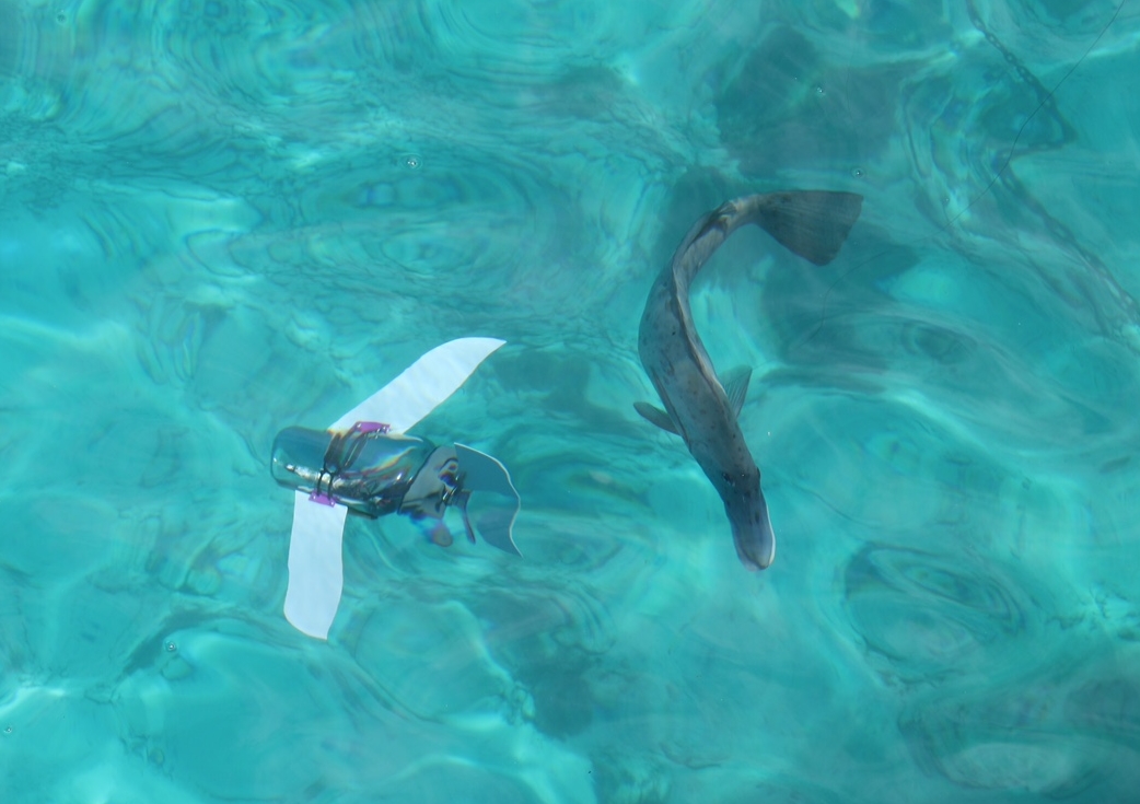 SeaGlide drawing the attention of an Emperor fish at the Great Barrier Reef in Australia 