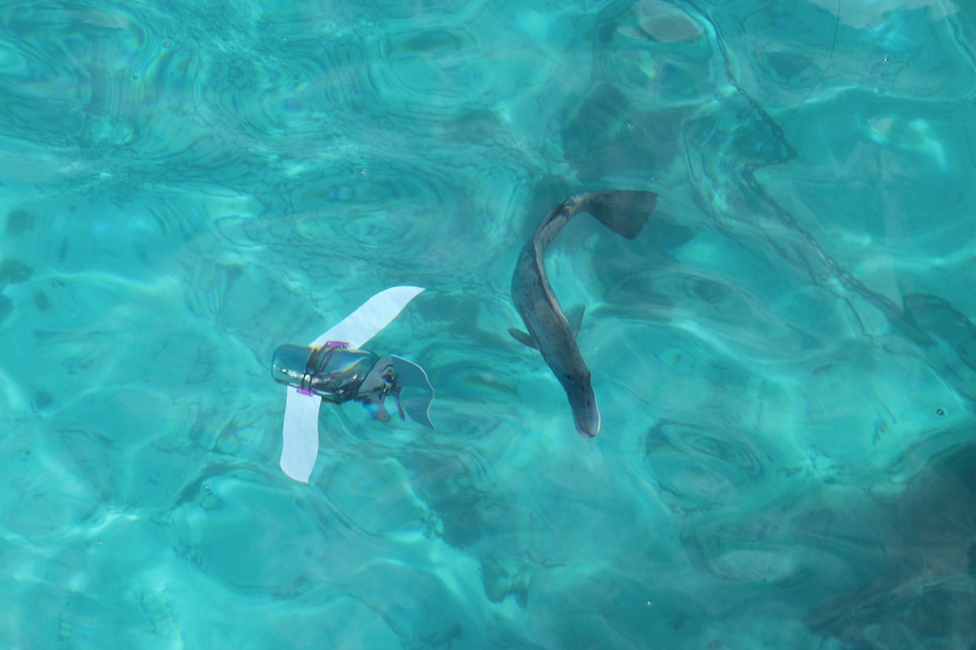 SeaGlide attracting attention at the Great Barrier Reef in Australia - Photo Credit, Elizabeth Perkins