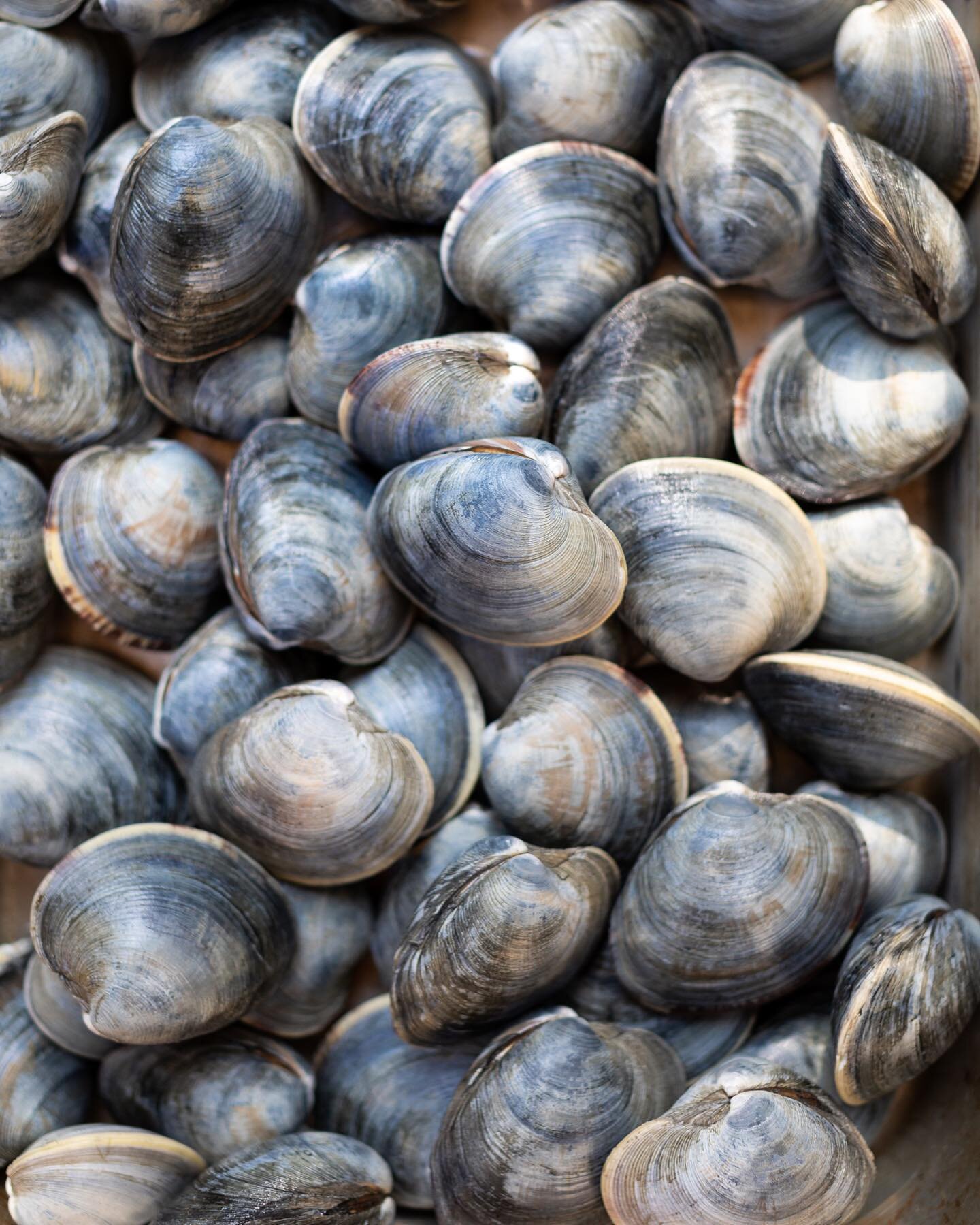 A haiku-recipe:

dig clams on Cape Cod
butter garlic wine lemon
grilled homemade bread EAT

#summereats #capecodeats