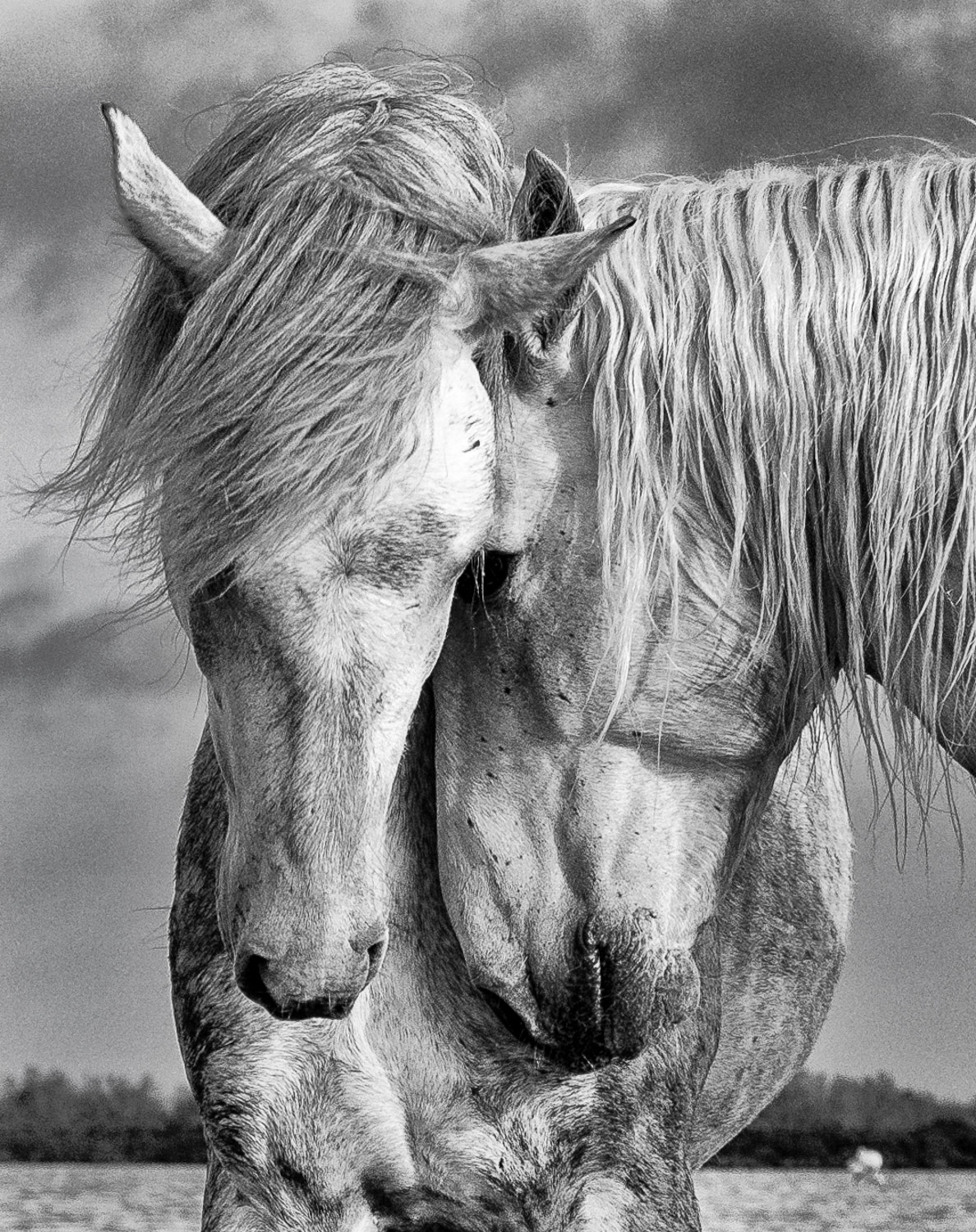 Camargue (Heidi M. Nunnally)-6.jpg