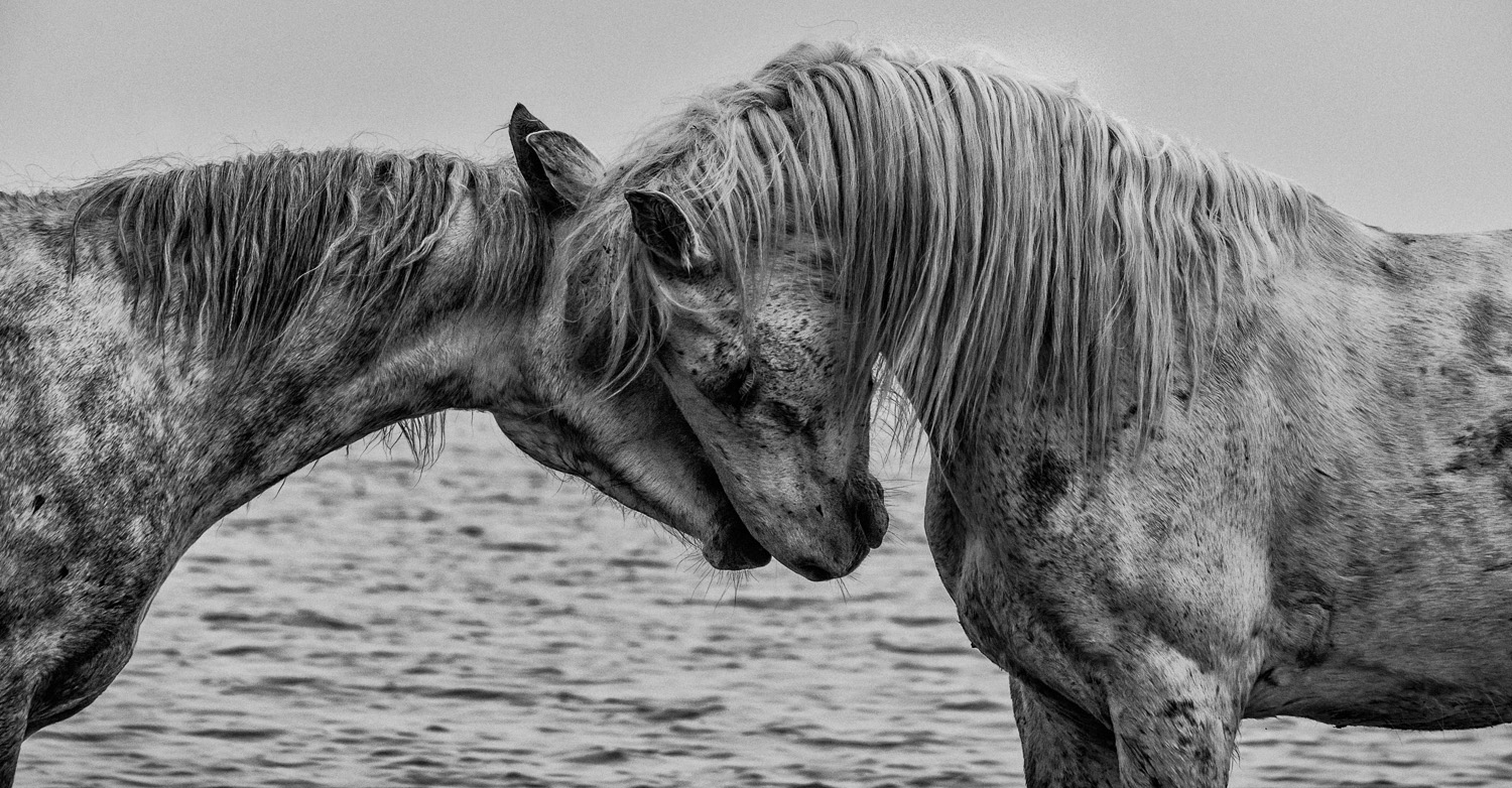 Camargue (Heidi M. Nunnally)-10.jpg