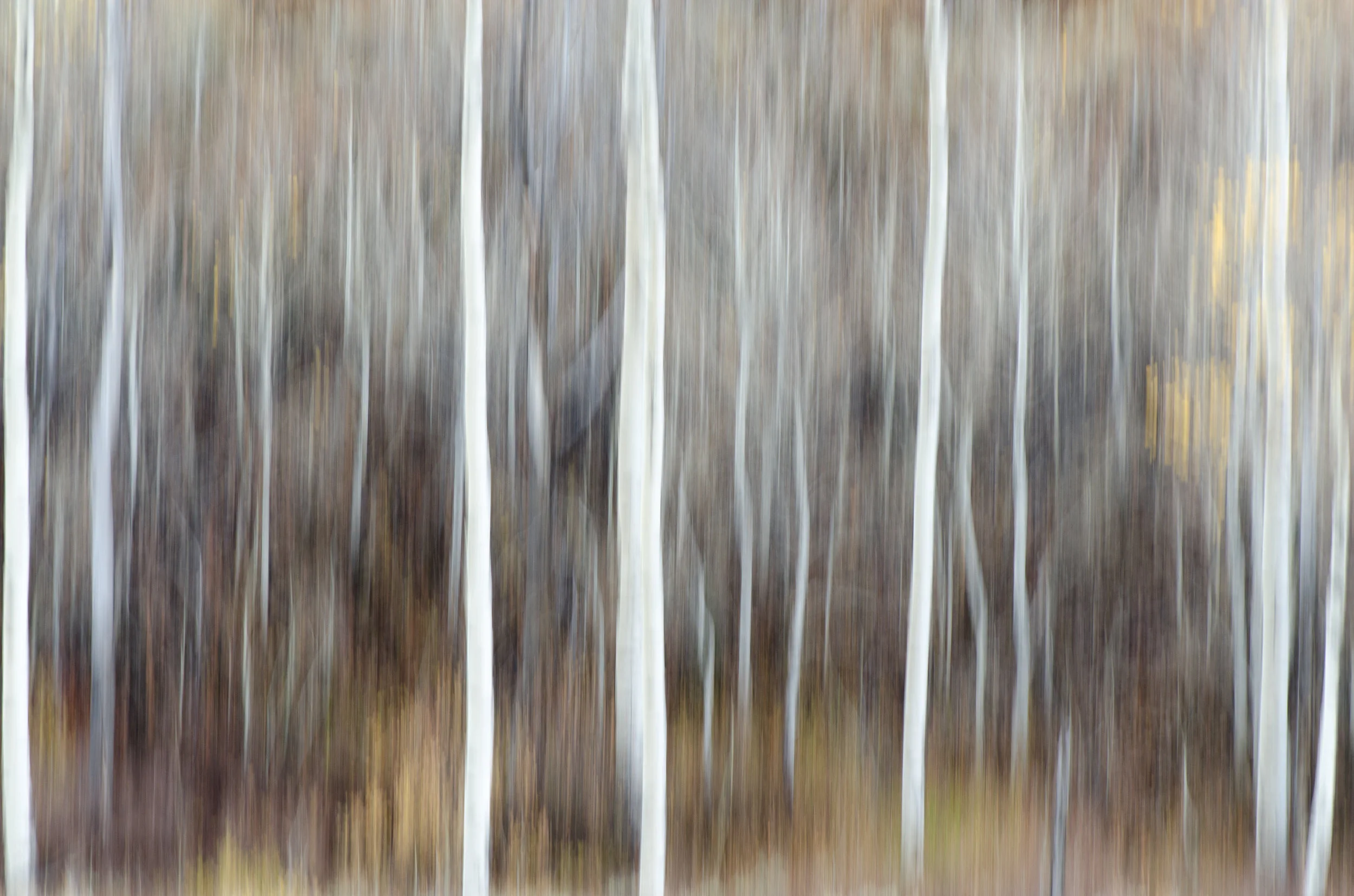 Long Exposure Trees-8062.jpg