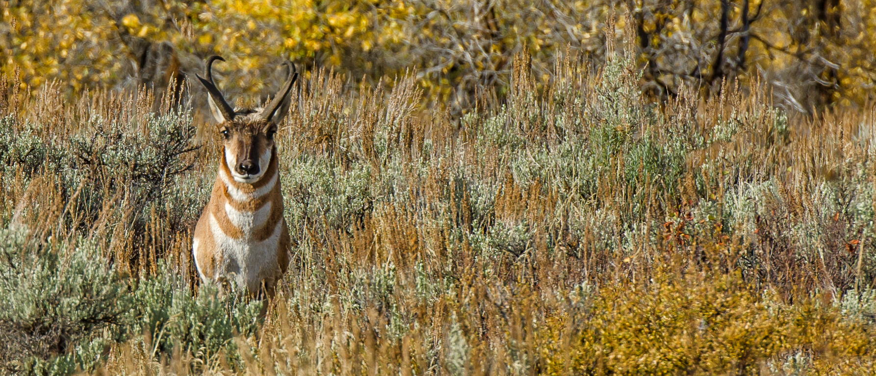 Hiding in Plain Sight
