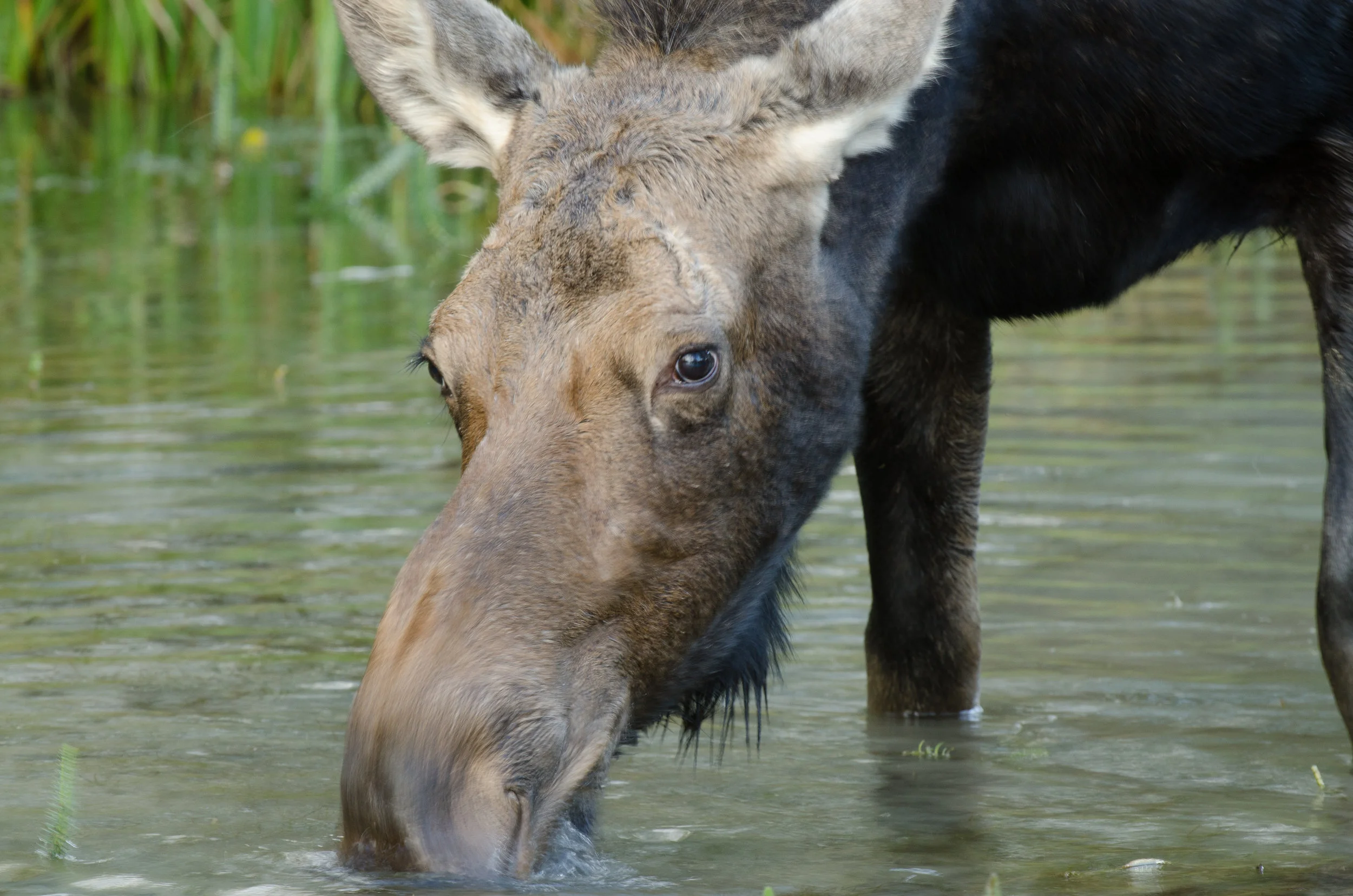 Wyoming Pics-7213.jpg