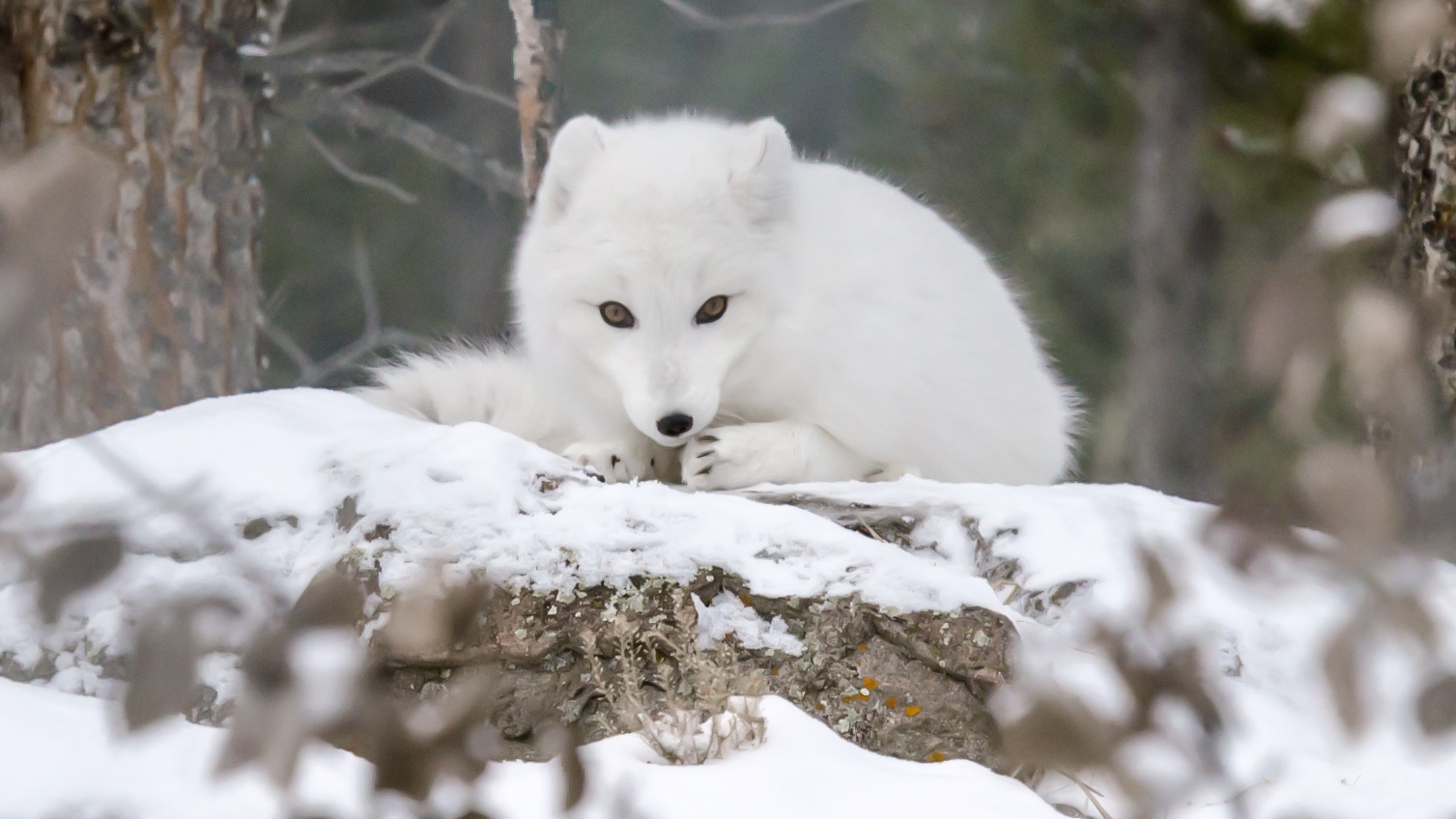 Cute But Tough - The Arctic Fox - Yukon Wildlife Preserve