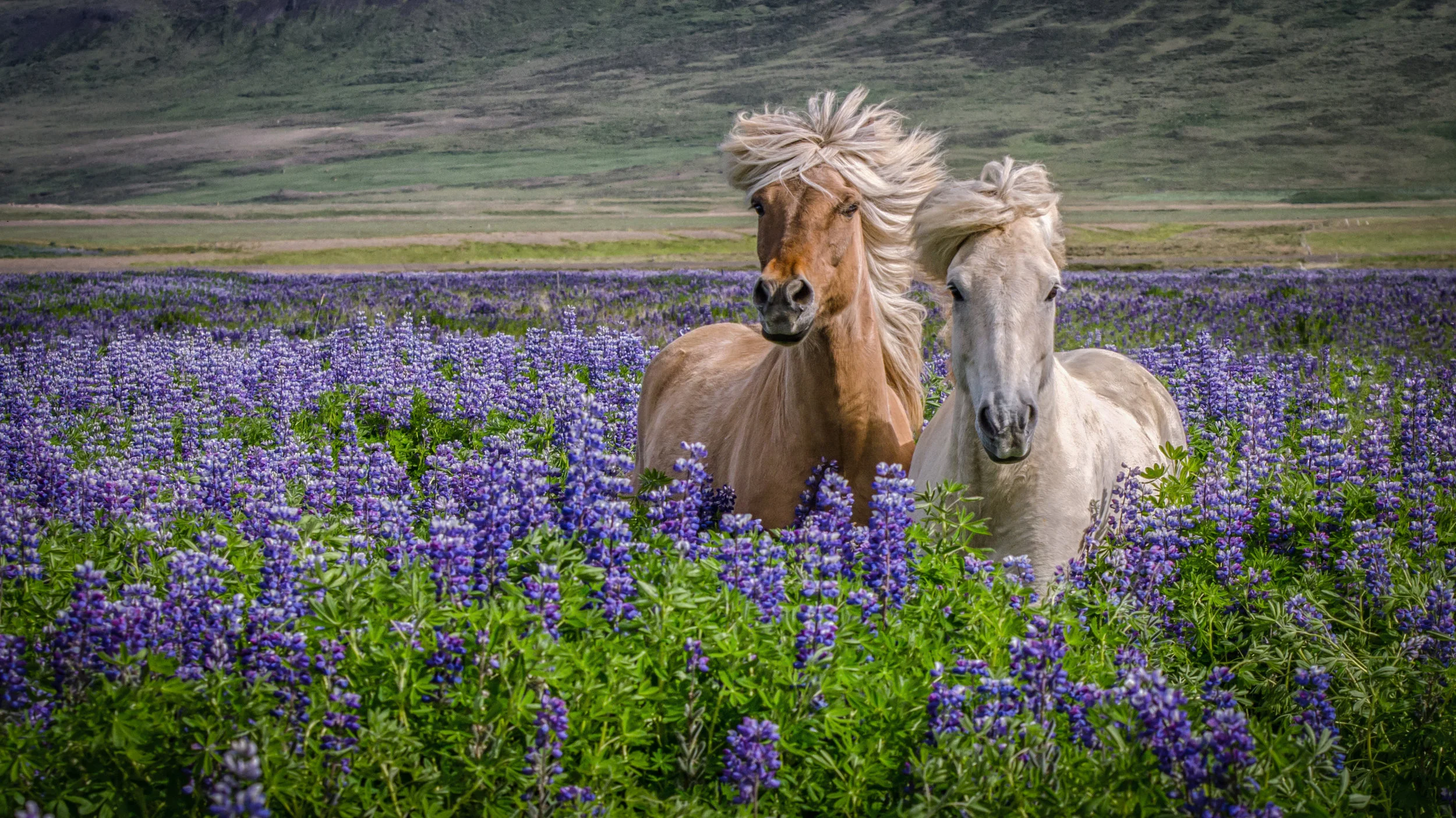 Iceland (for website)-19.jpg