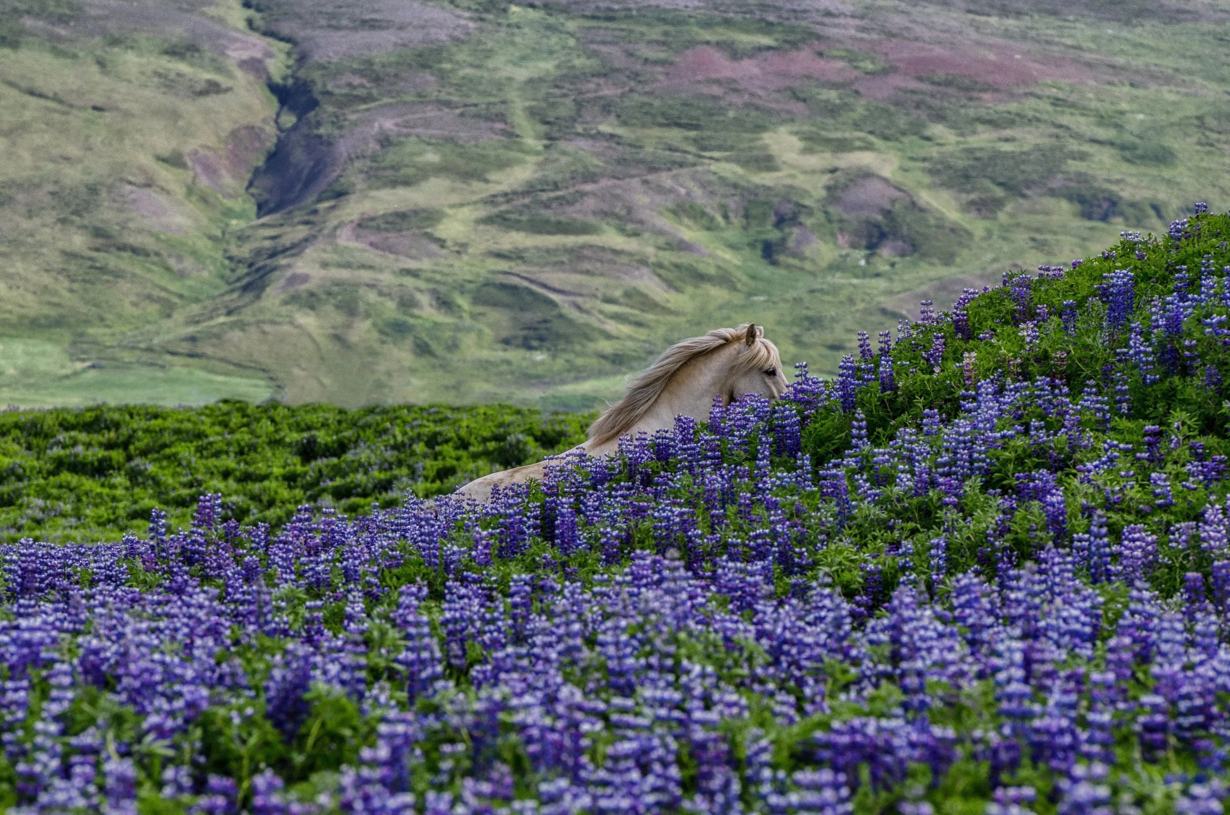 Iceland (for website)-21.jpg