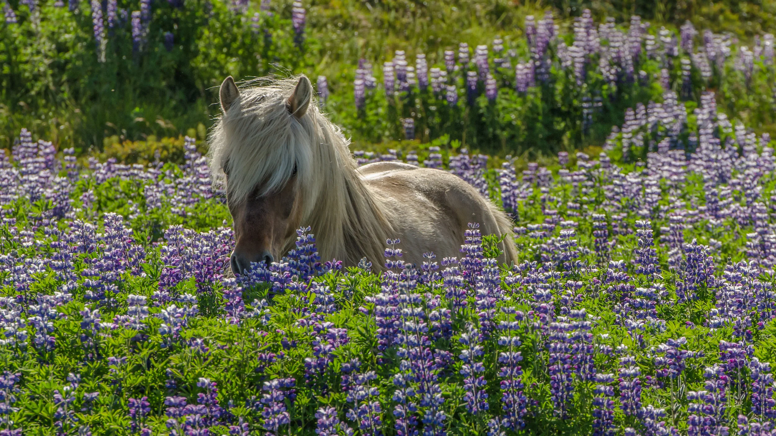 Iceland (for website)-10.jpg