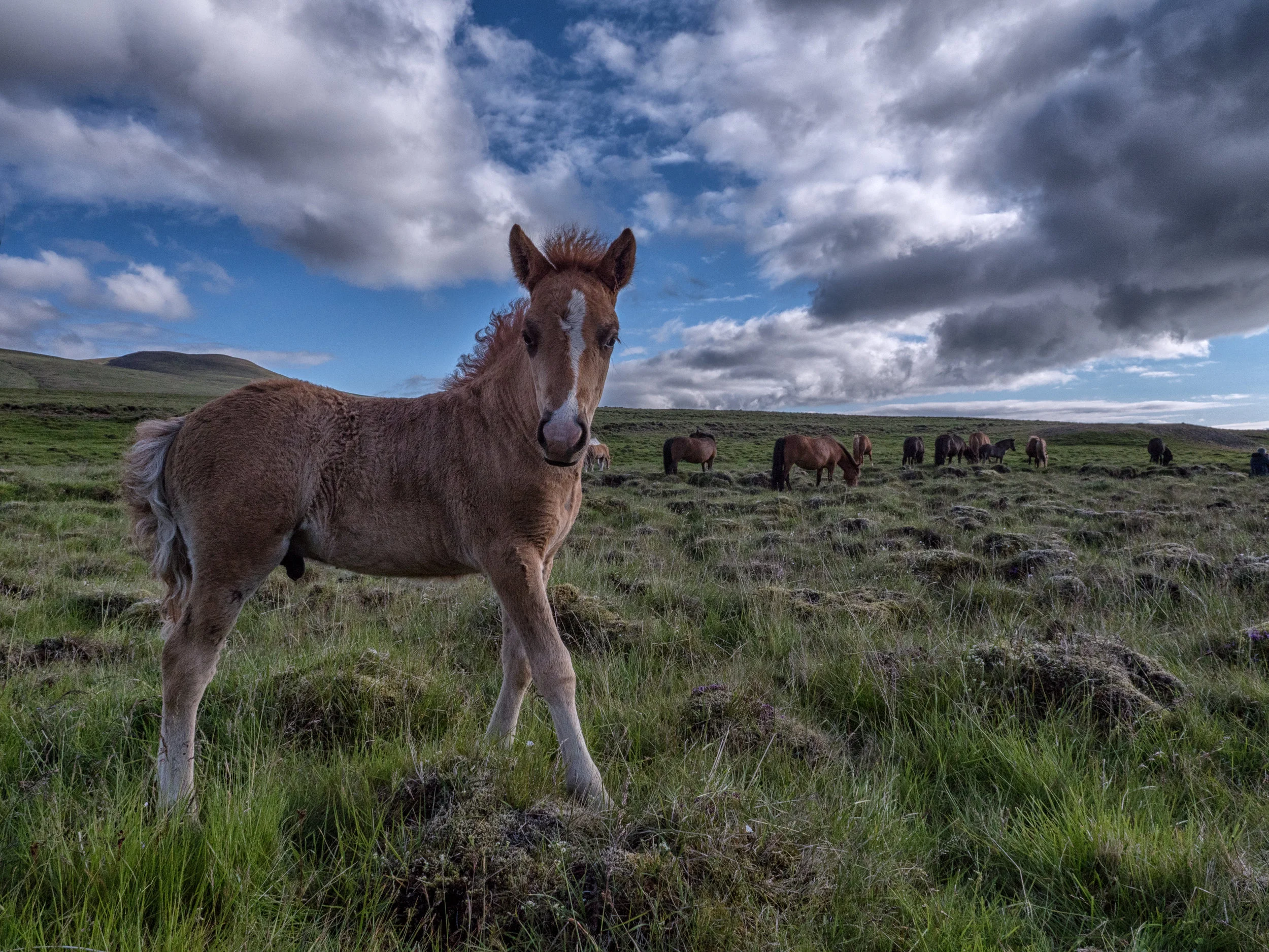 Iceland (for website)-24.jpg