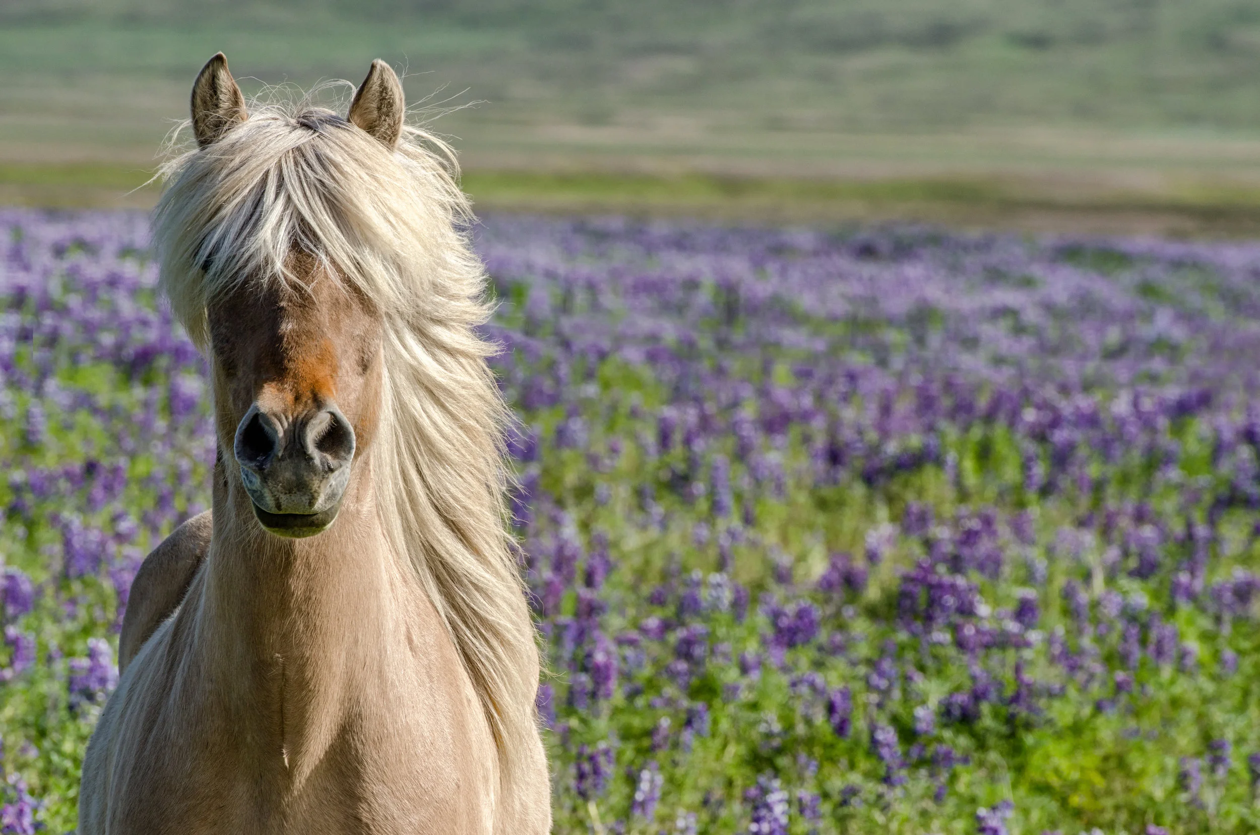 Iceland (for website)-11.jpg