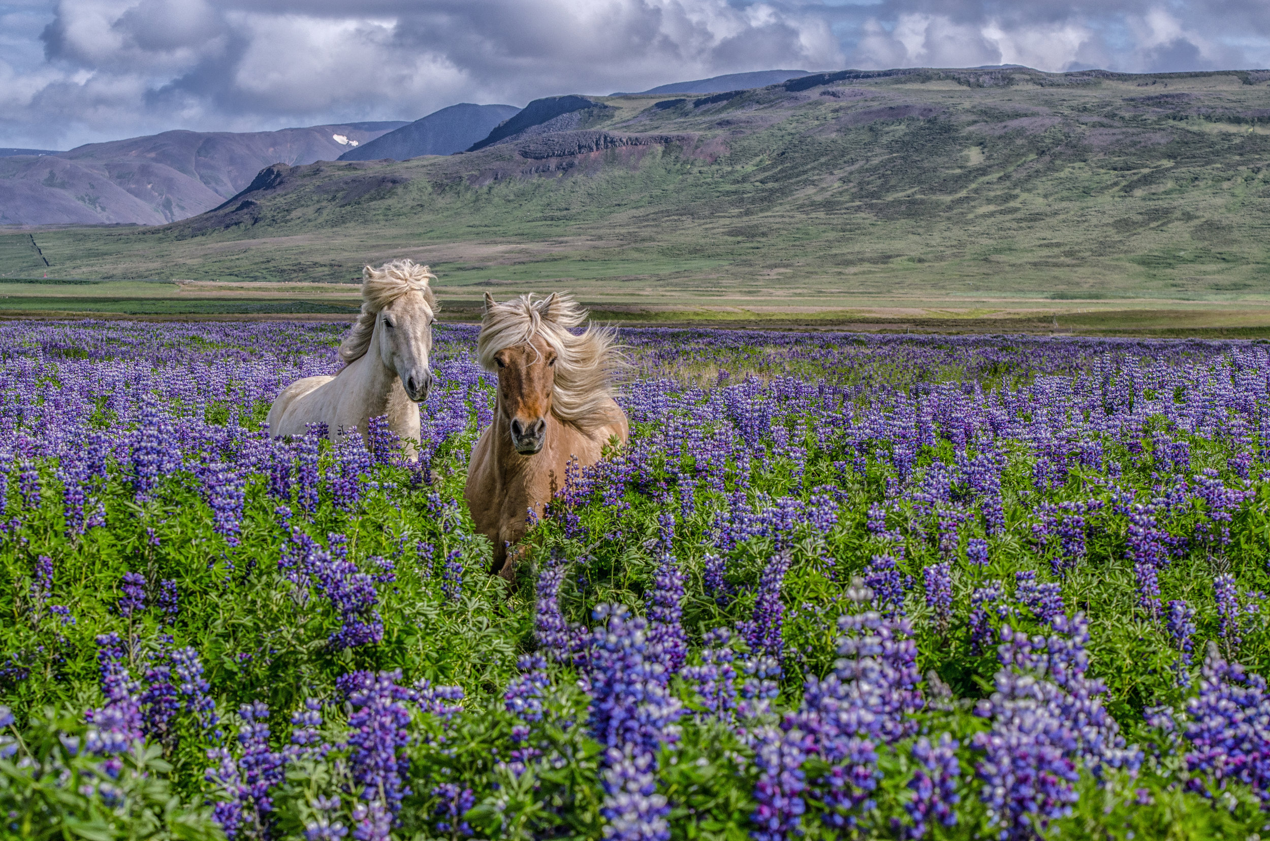 Icelandic-1-2.jpg
