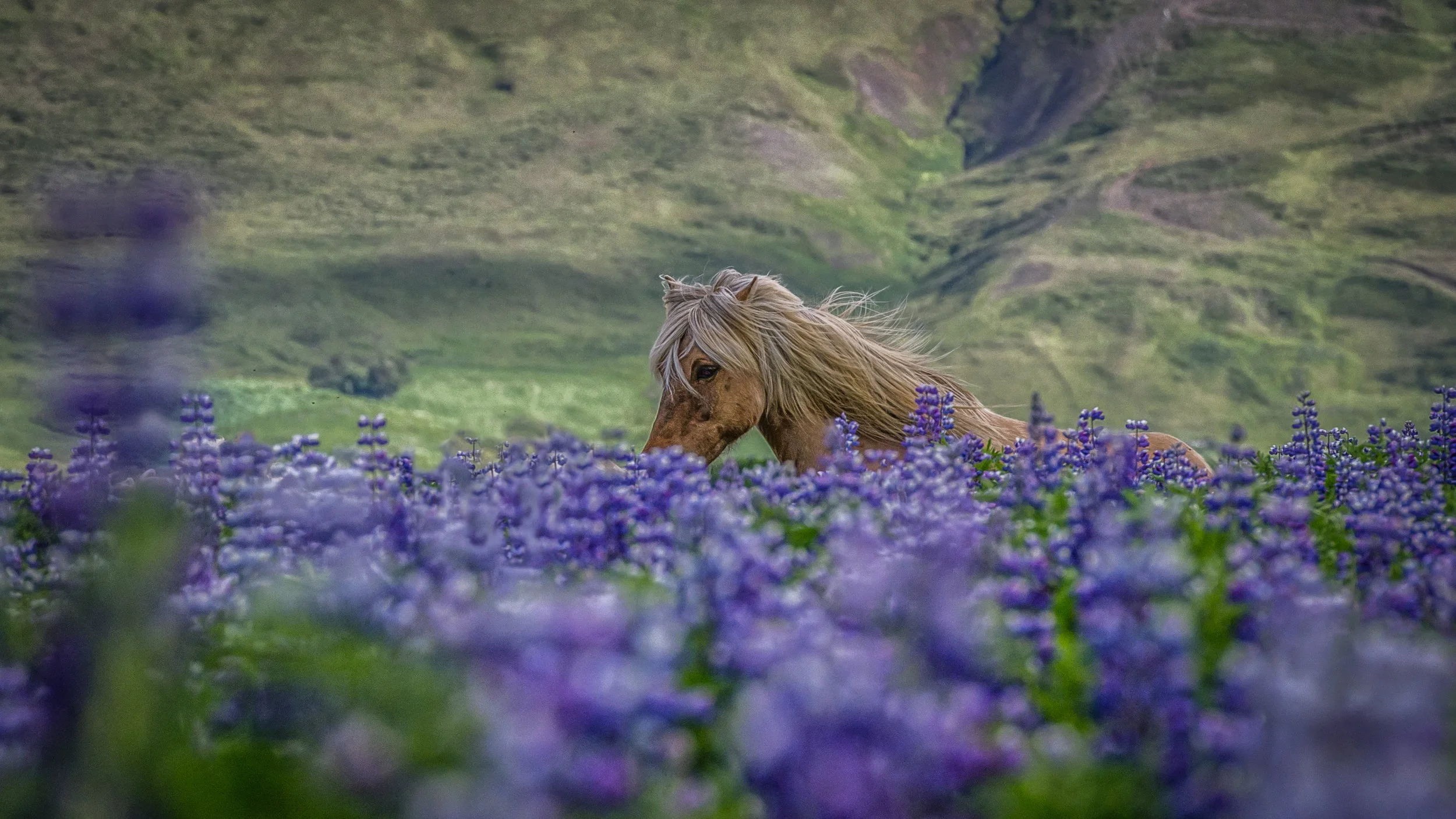 Icelandic-11.jpg