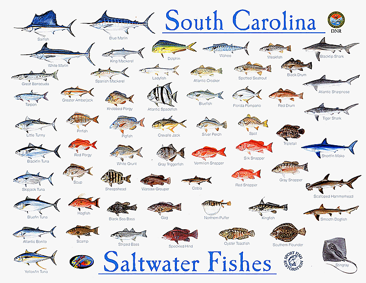 saltwater.gif