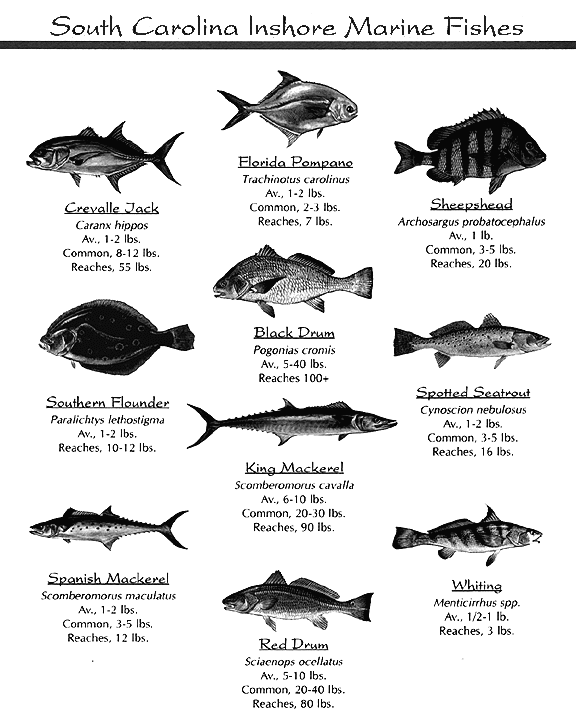 fishpage.gif