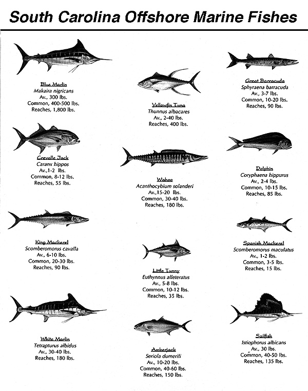 fish1.jpg