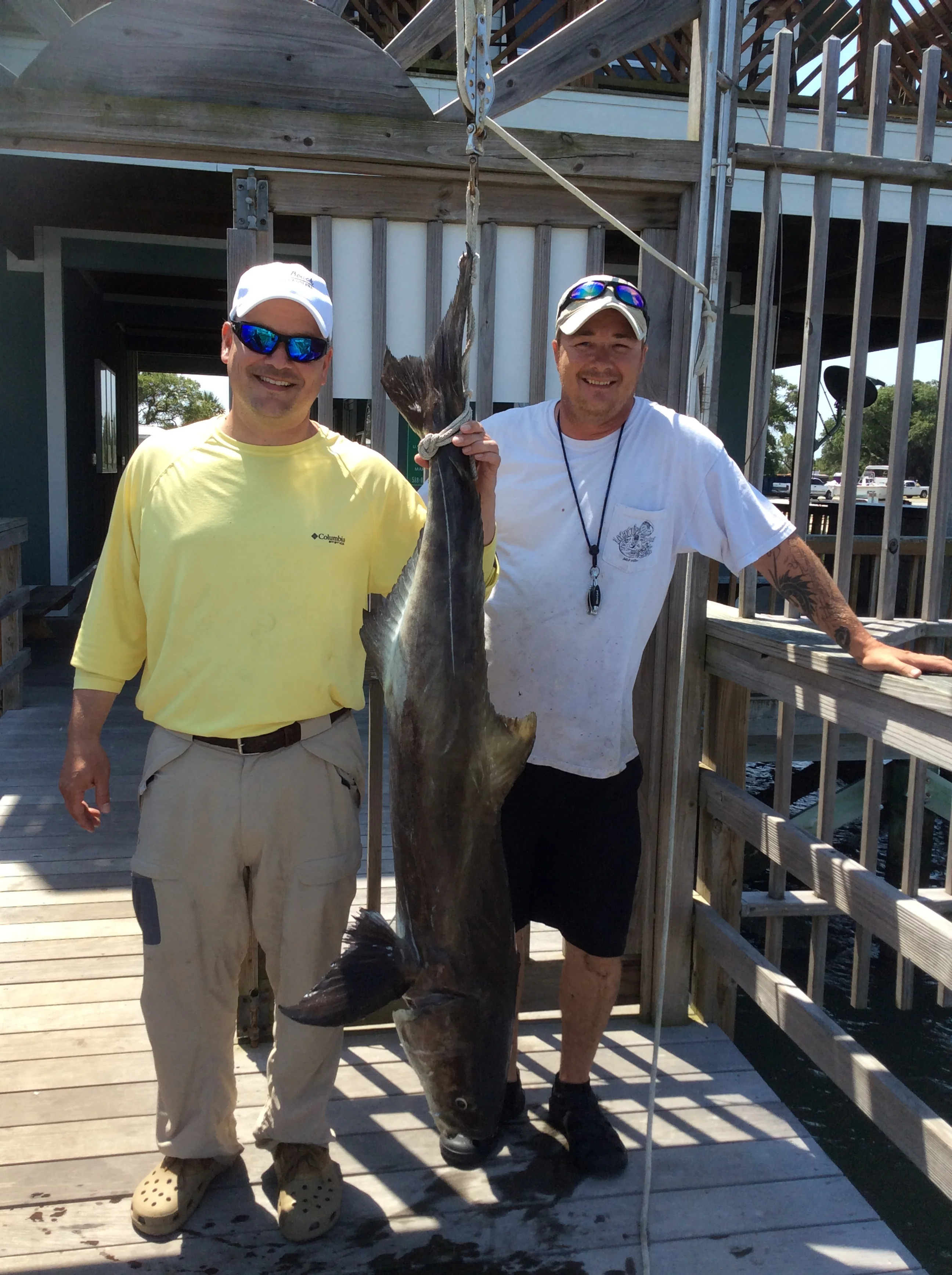 70 lb Cobia