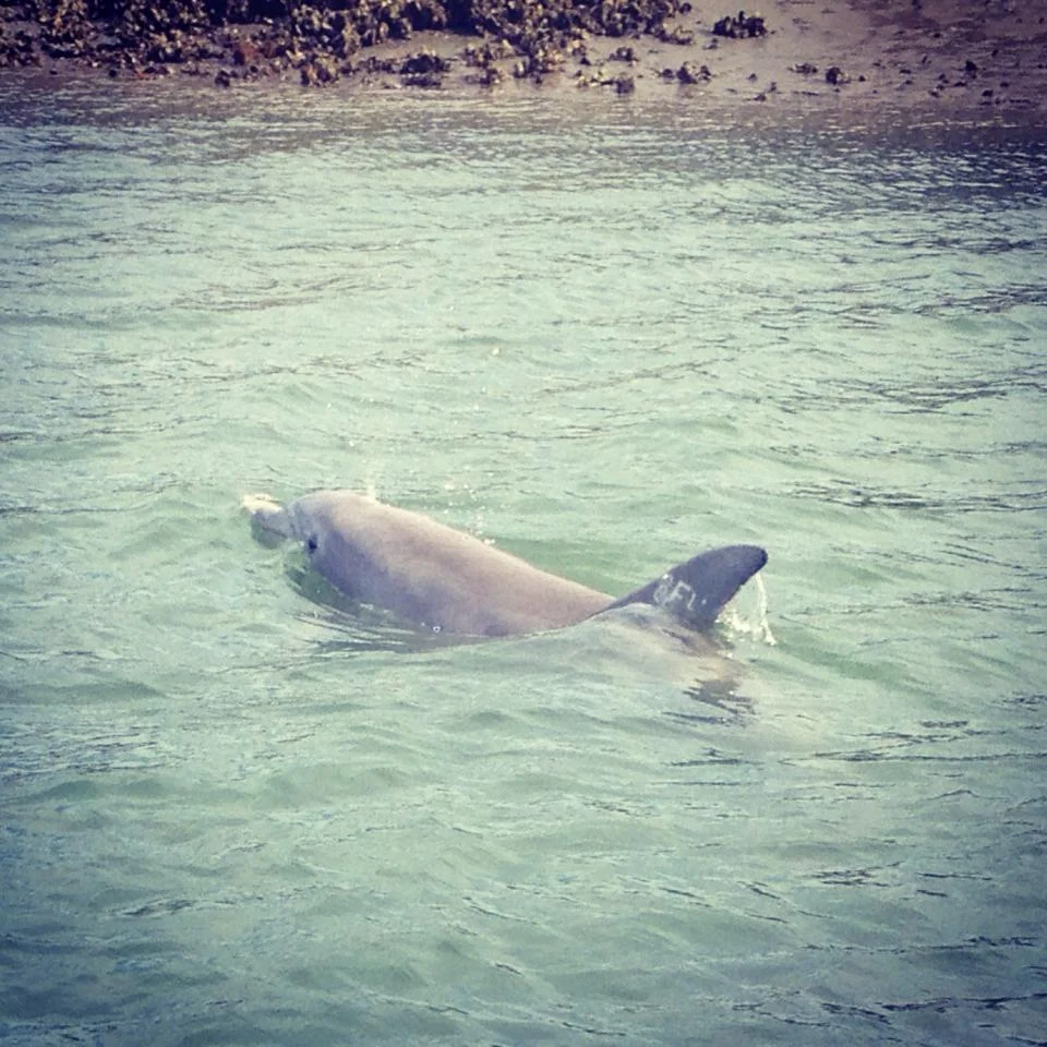 enjoy Dolphin watching at its best