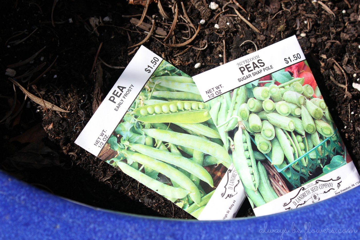 Sugar snap peas are my favorite! 