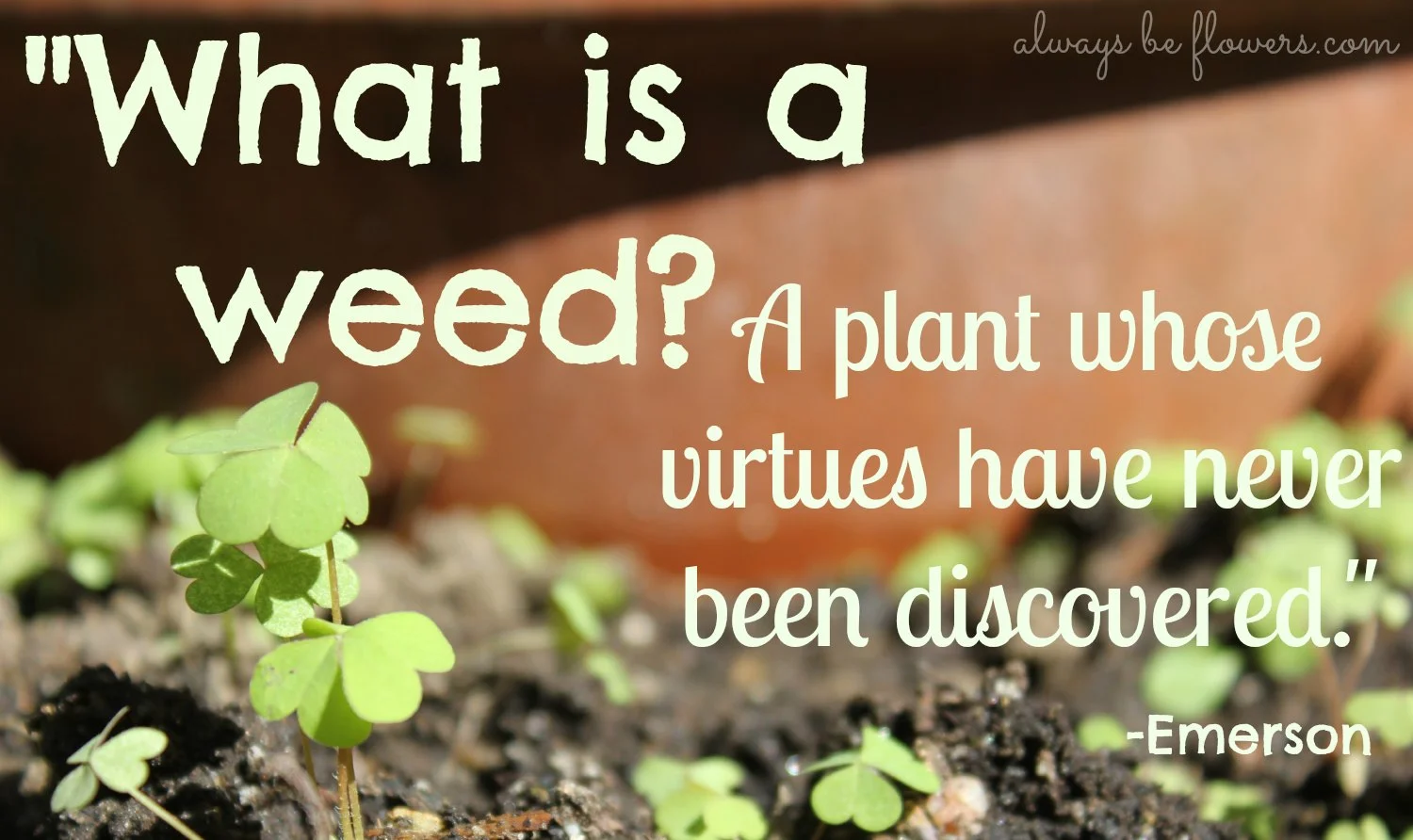 what is a weed.jpg