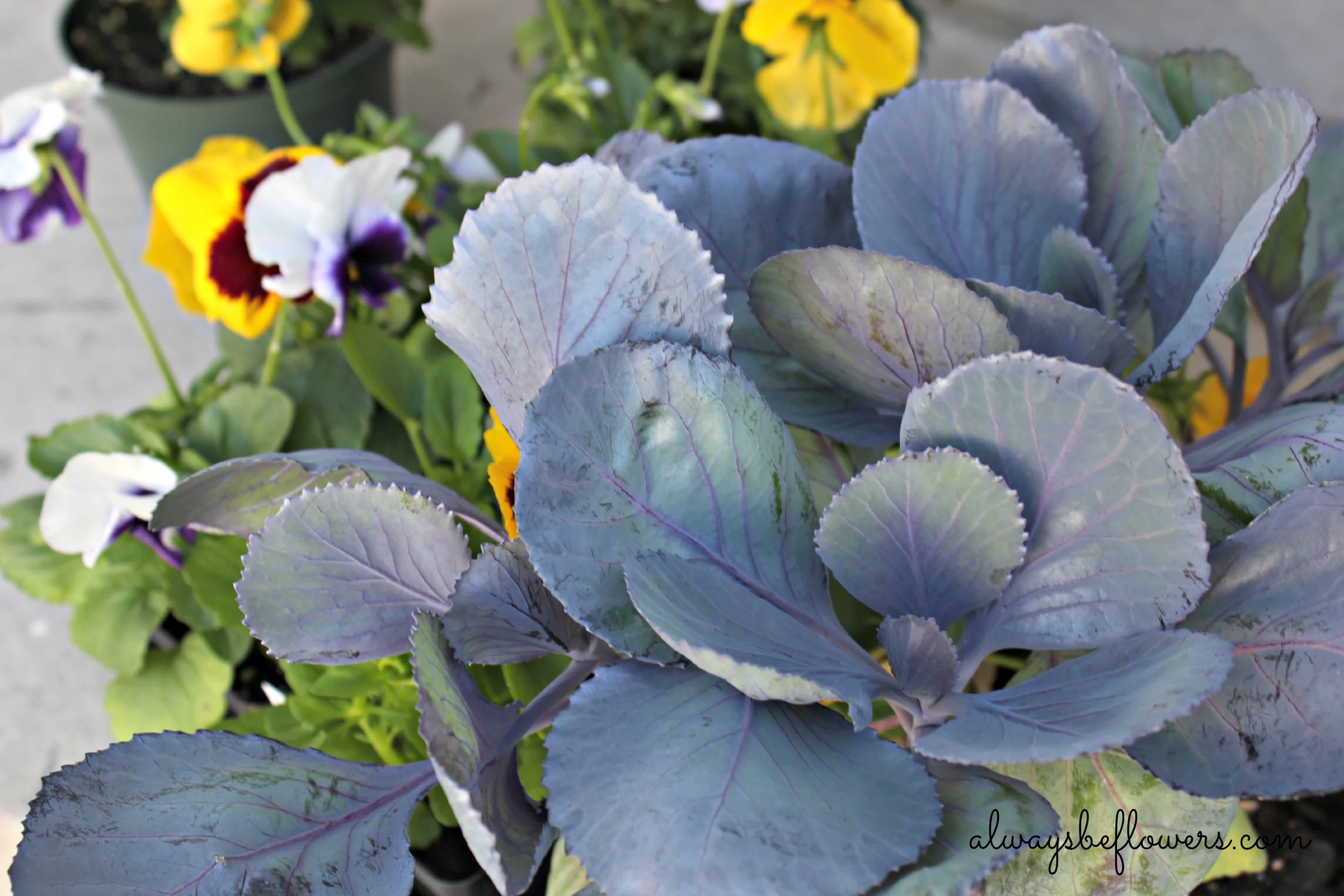 I love the color of cabbage and use regular cabbage, which is far cheaper than ornamental cabbage.