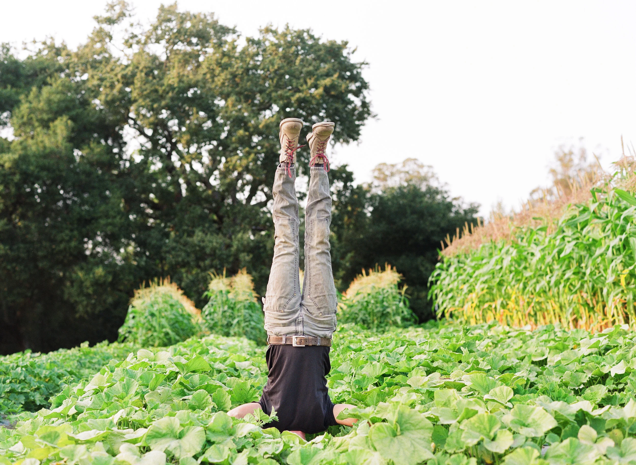 Headstand in field.jpg