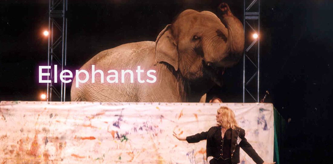 elephants-main.jpg