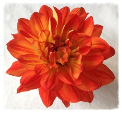 cropped dahlia2.jpeg