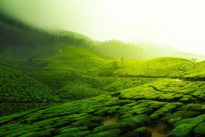 tea-plantation-2220475__480.jpg