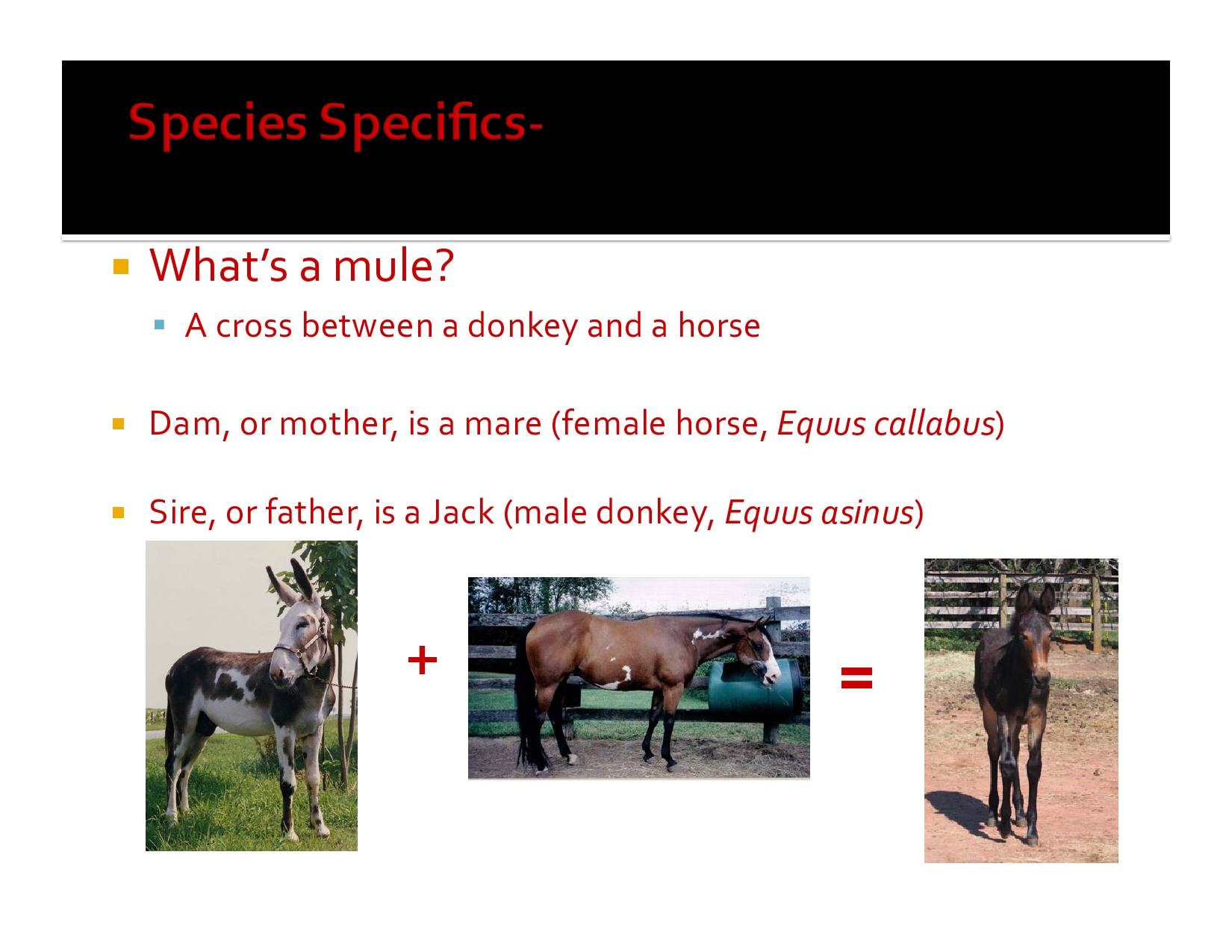 Mules & Donkeys 101 — American Mule Association