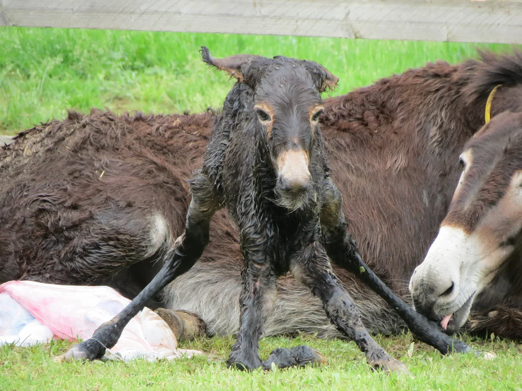 Breeding/Reproduction — American Mule Association