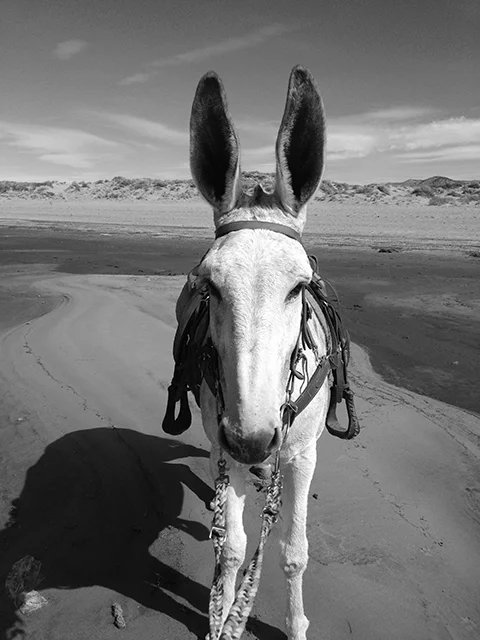 b and w 2.jpg