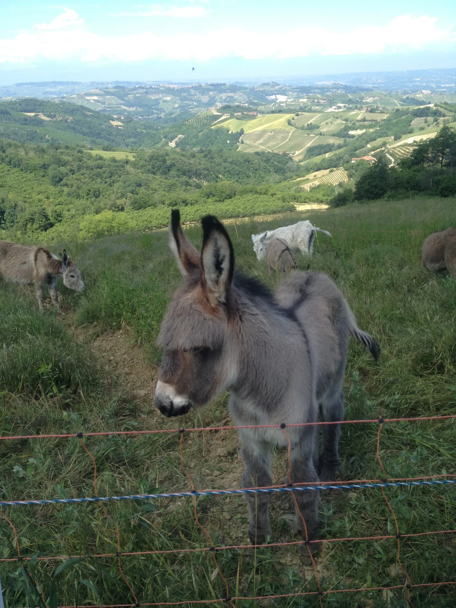 Dairy Donkeys in Italy