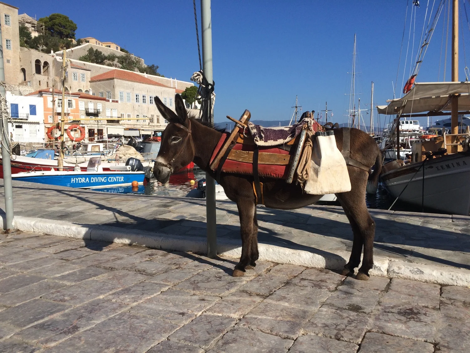 Mules in Greece: closer look at Hydra