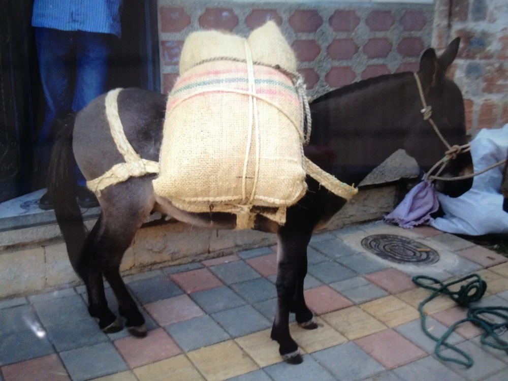 Working Equid Welfare Assessment- North Coast of Colombia