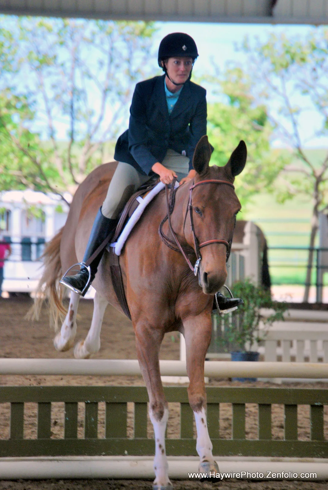 A Mule Named Dyna Poised to Make Dressage History